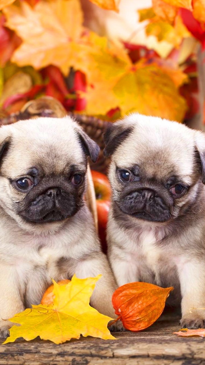 Download mobile wallpaper Dogs, Dog, Leaf, Fall, Animal, Puppy, Pug for free.