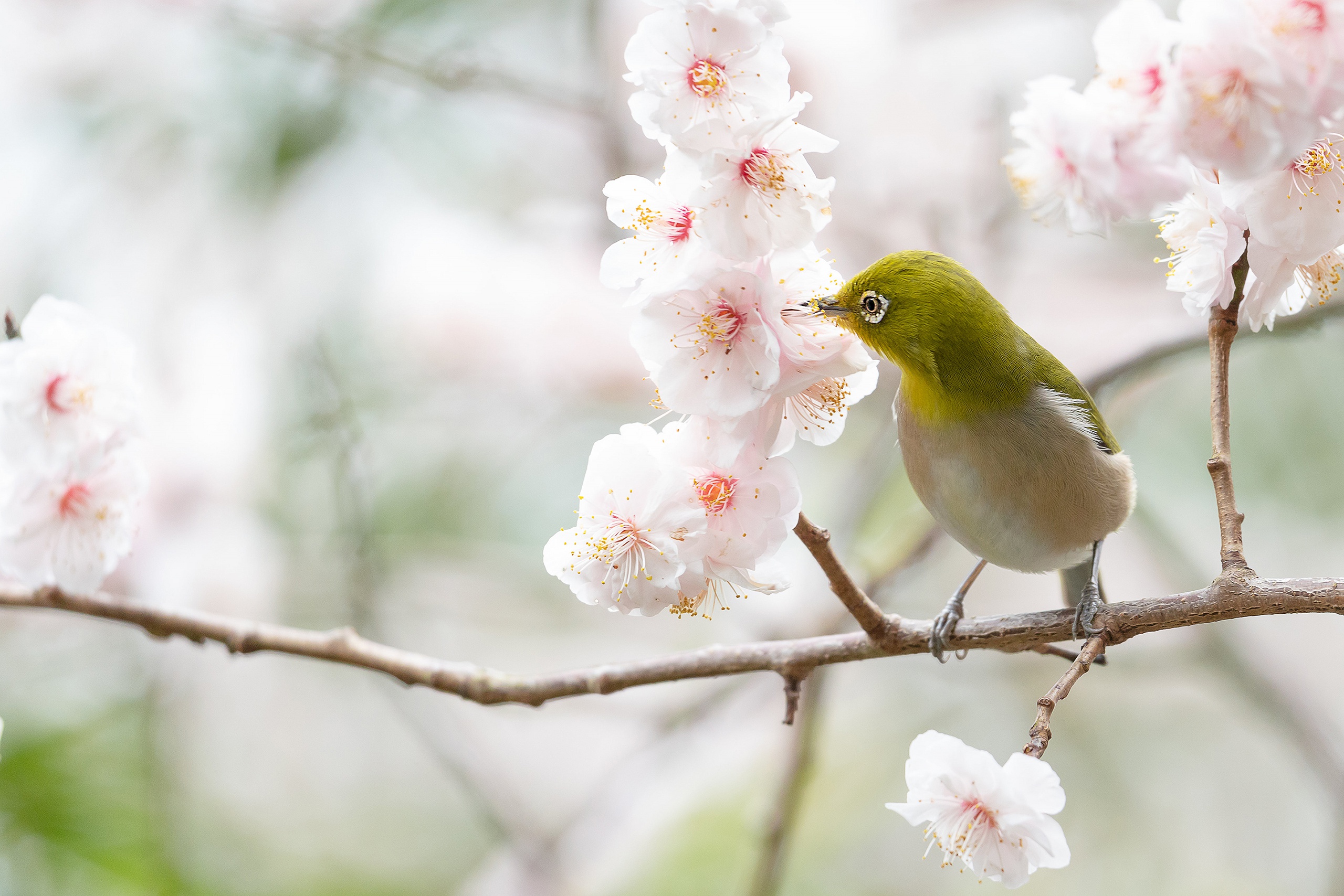 Handy-Wallpaper Tiere, Vögel, Blume, Vogel, Blüte, Japanbrillenvogel, Sperling kostenlos herunterladen.