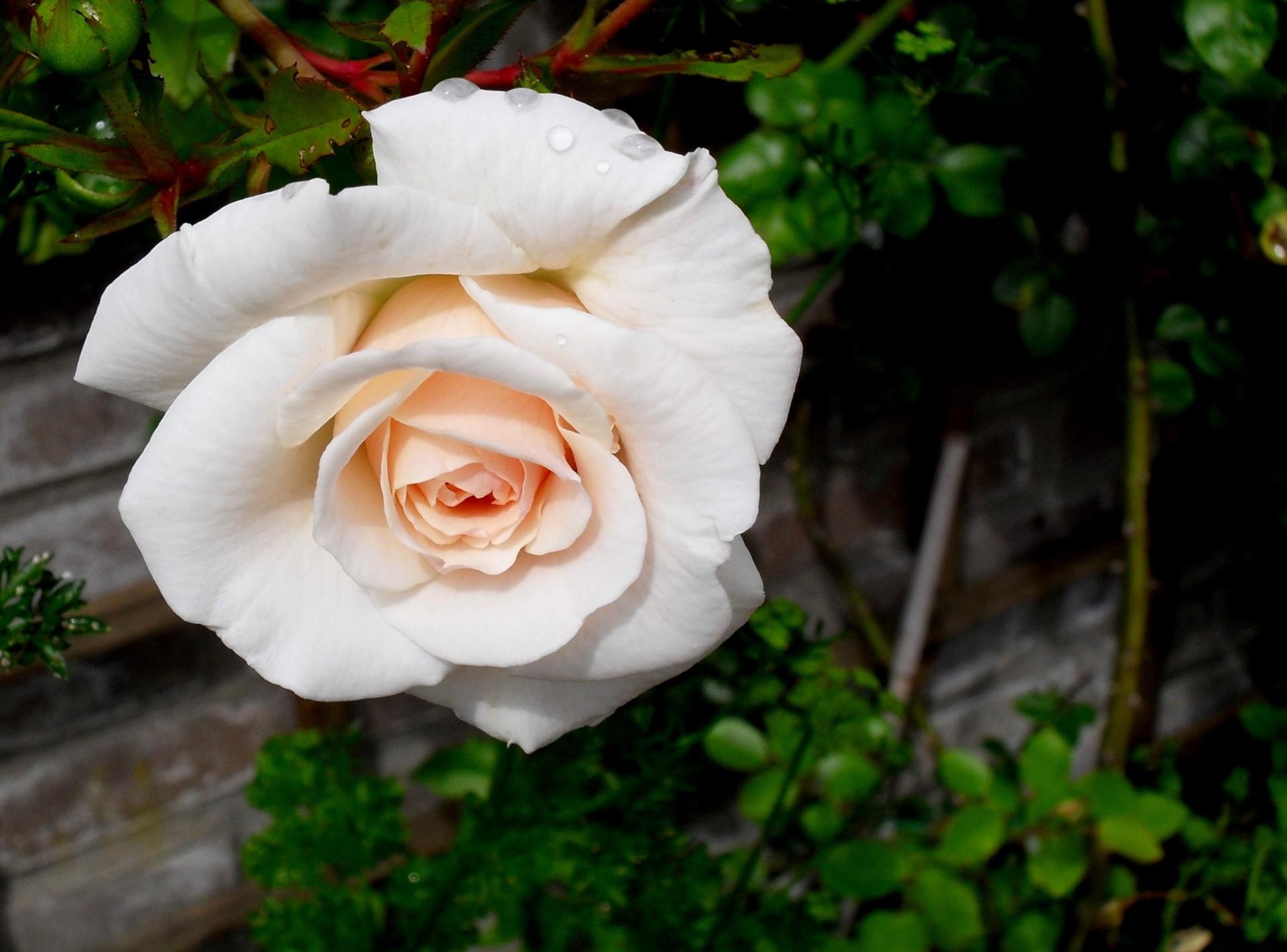 Téléchargez des papiers peints mobile Fleur, Bourgeon, Fermer, Rose, Jardin, Fleurs, Gros Plan, Une Rose gratuitement.