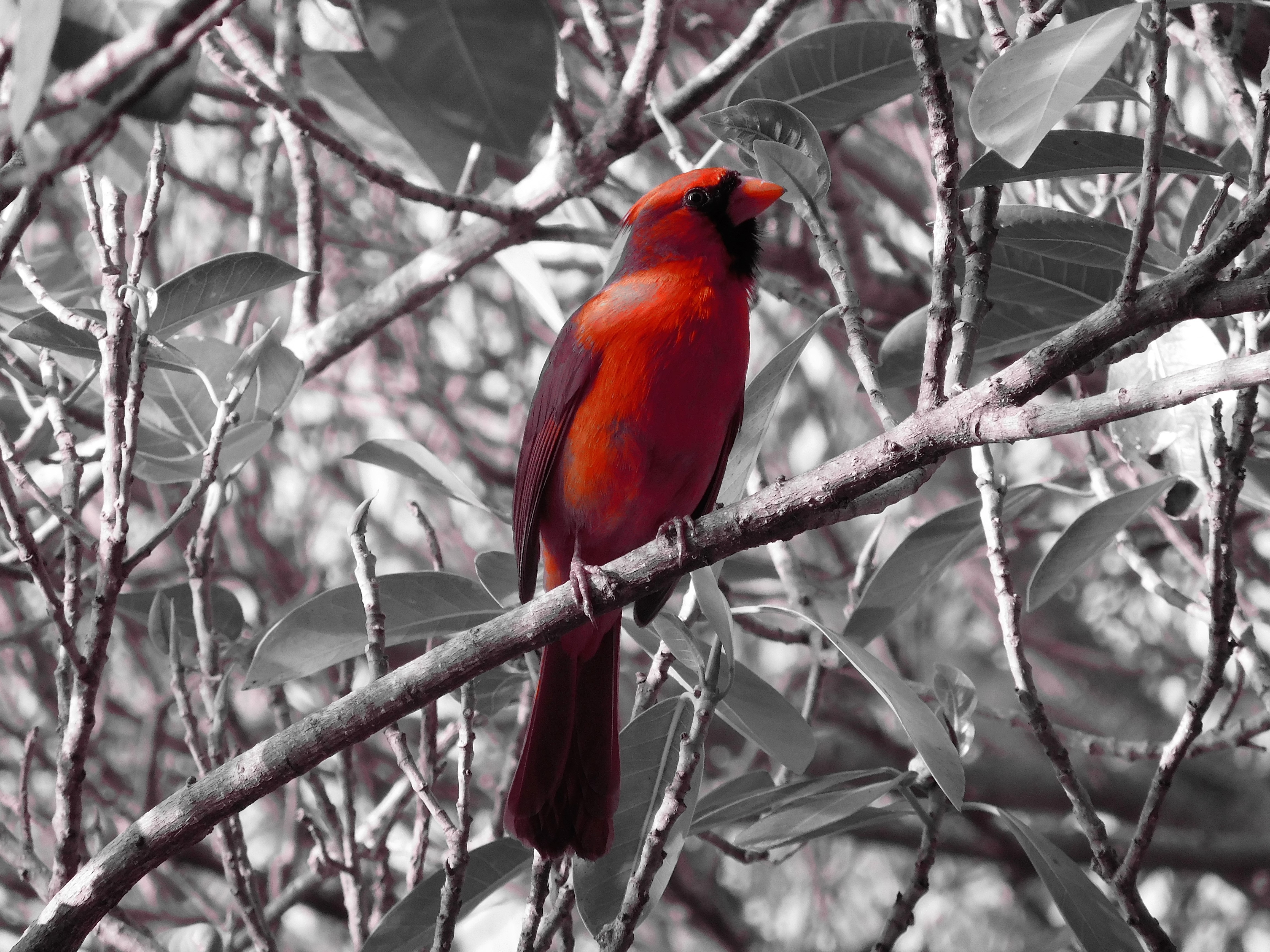 153997 descargar imagen animales, pájaro, sentarse, rama, cardenal rojo: fondos de pantalla y protectores de pantalla gratis