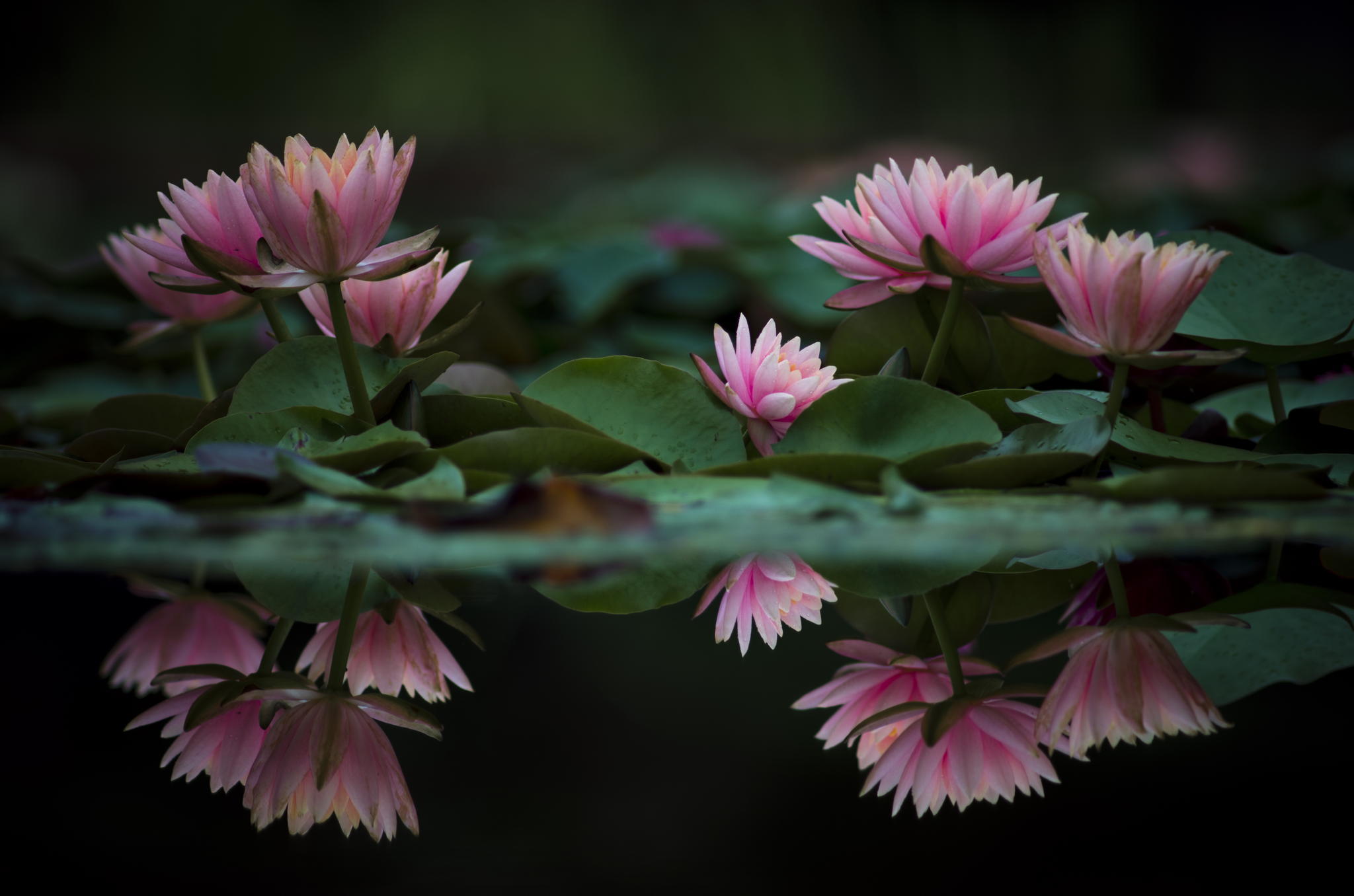 Free download wallpaper Nature, Flowers, Water, Reflection, Flower, Leaf, Earth, Water Lily, Pink Flower on your PC desktop