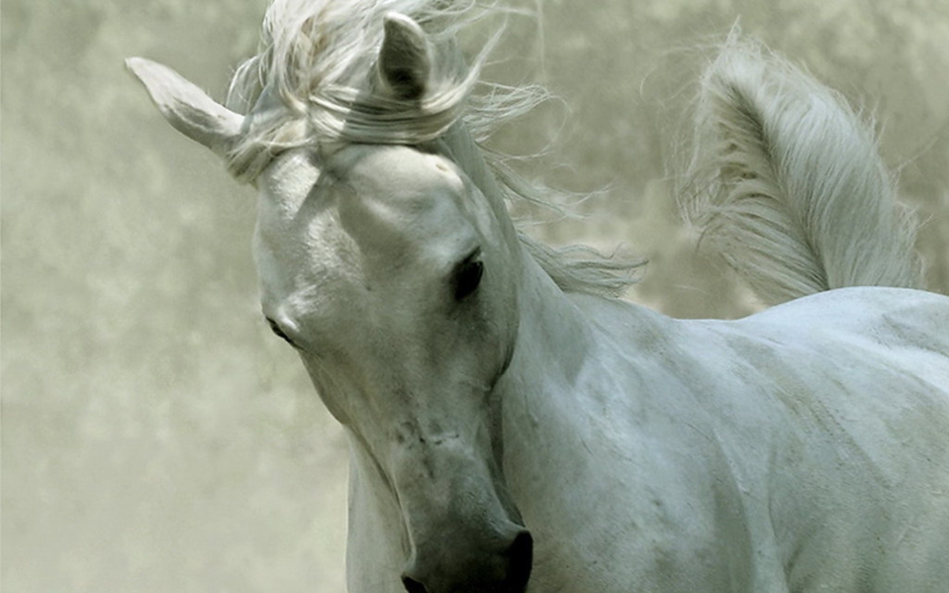 Free download wallpaper Animal, Horse on your PC desktop