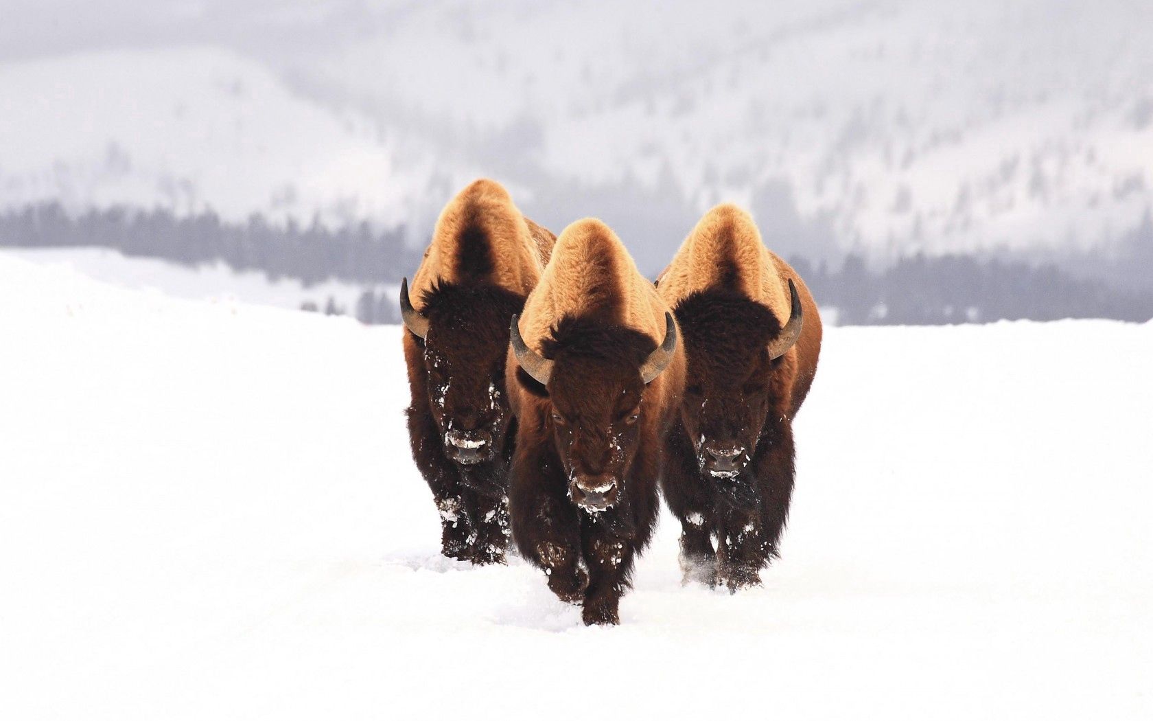animals, winter, snow, three, bison, aurochs