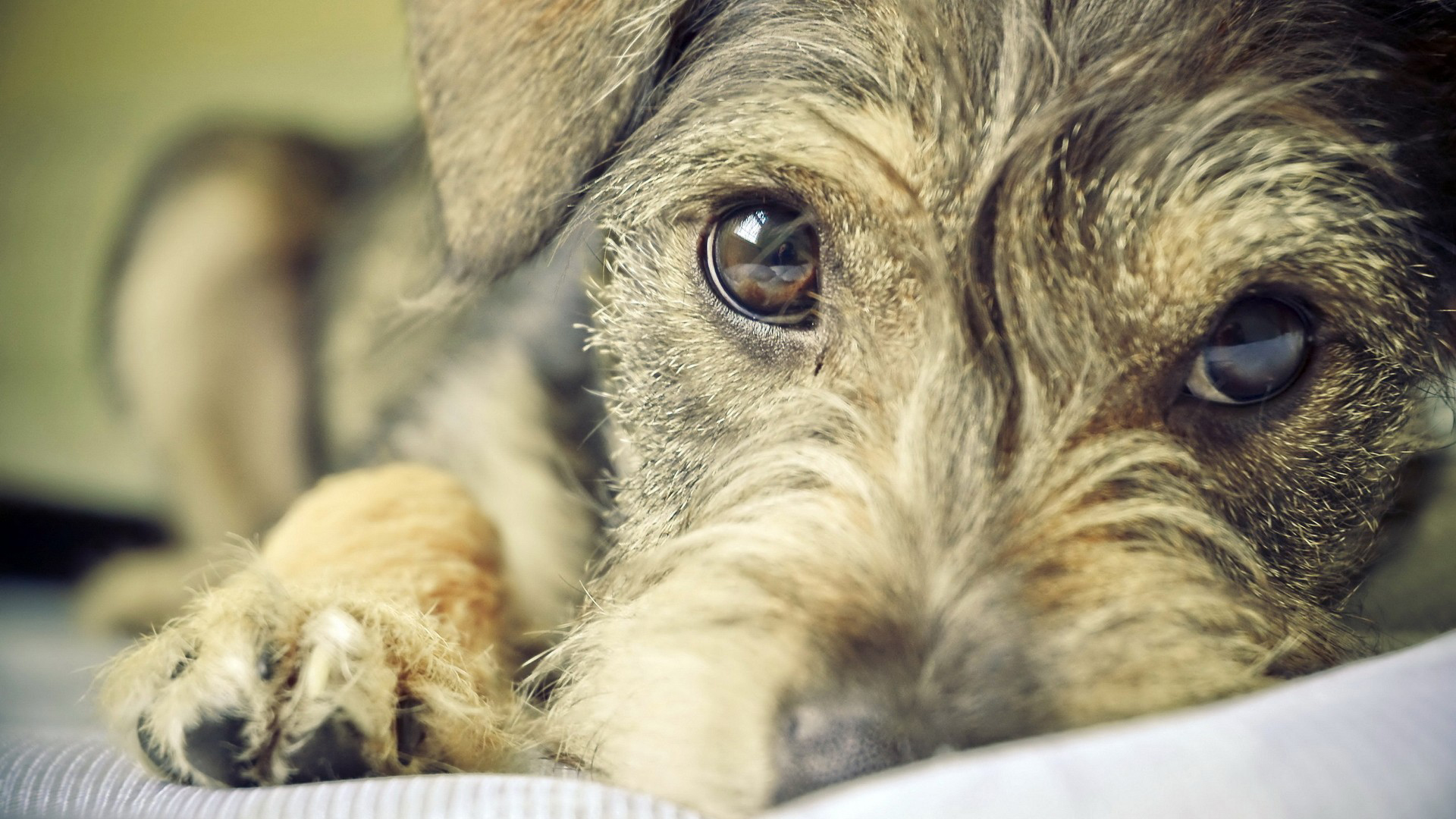 Baixe gratuitamente a imagem Animais, Cães, Cão na área de trabalho do seu PC