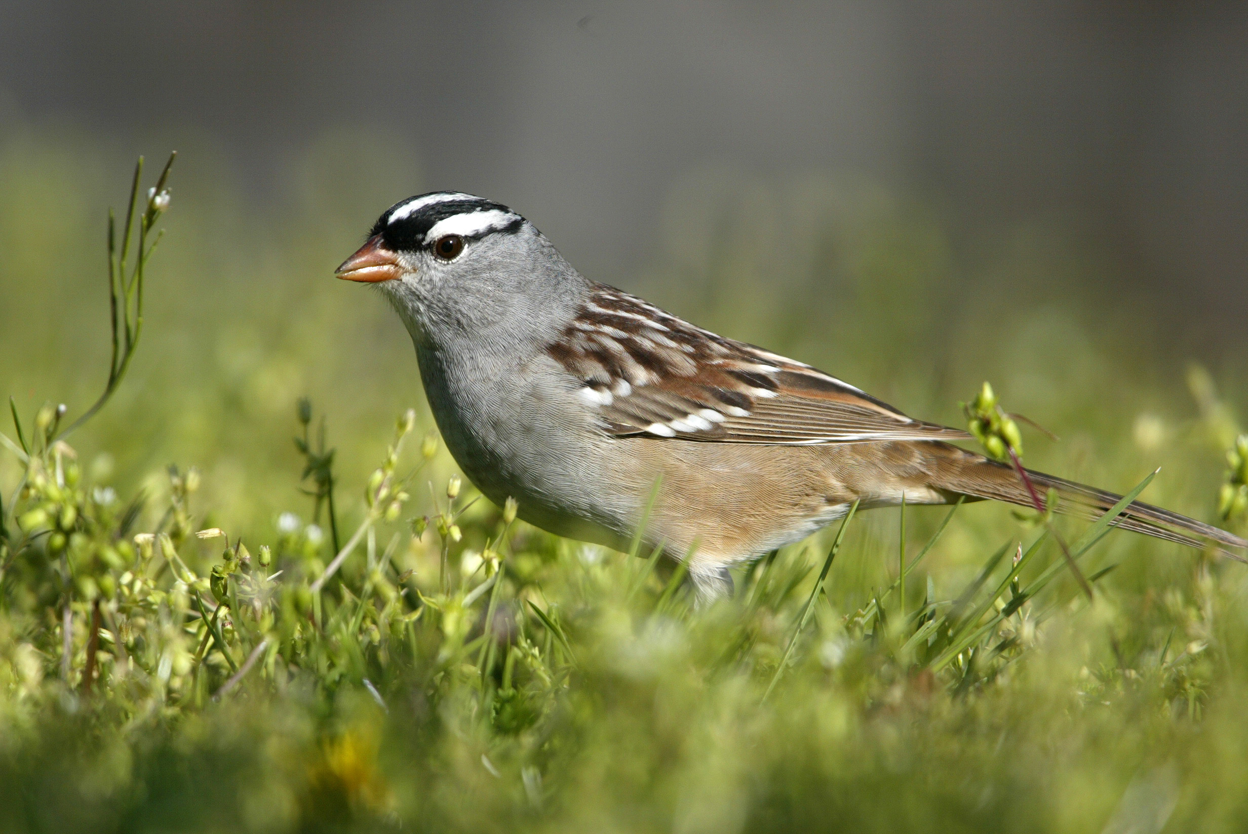 Laden Sie das Vogel, Vögel, Tiere-Bild kostenlos auf Ihren PC-Desktop herunter