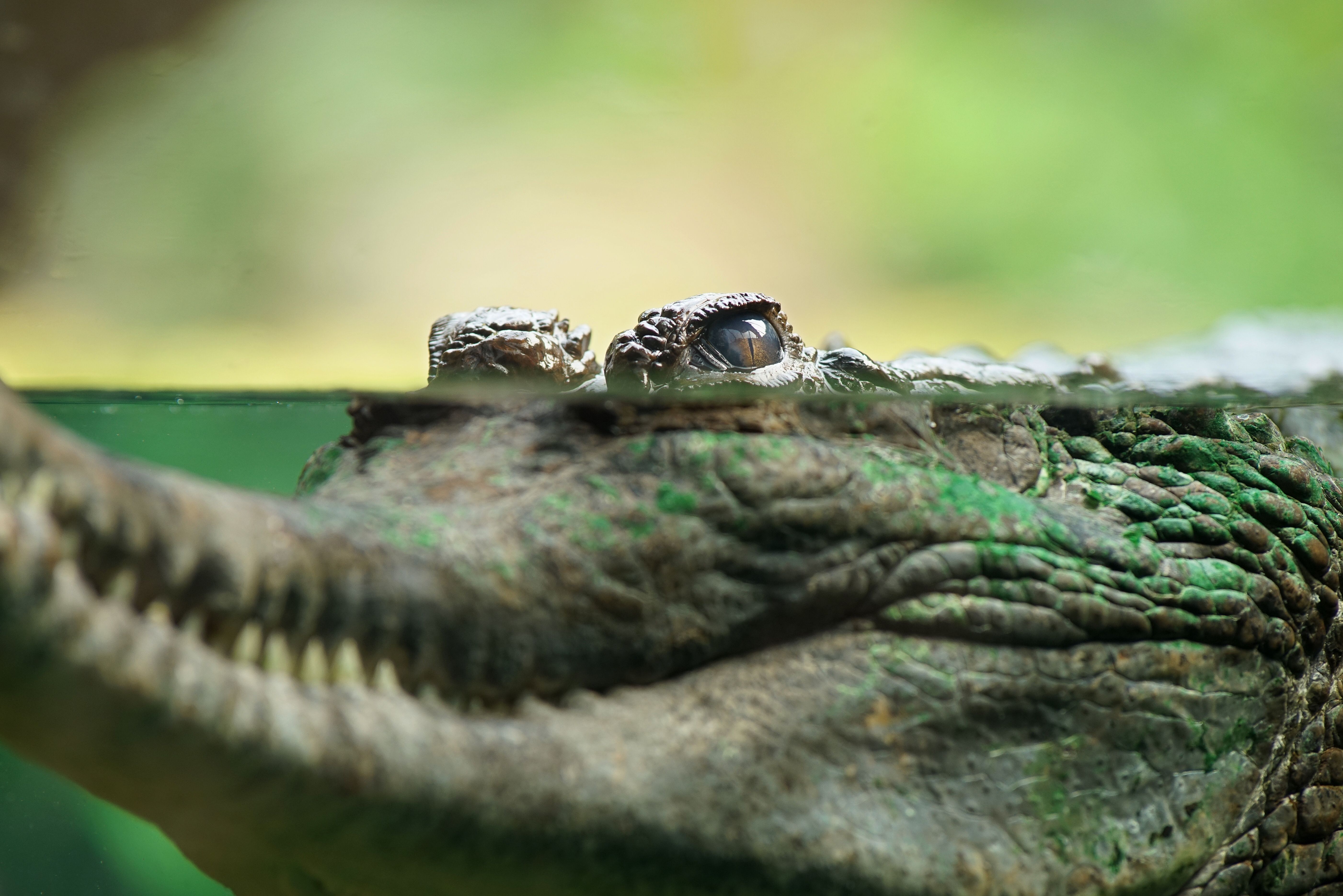 Laden Sie das Tiere, Reptilien, Krokodil-Bild kostenlos auf Ihren PC-Desktop herunter