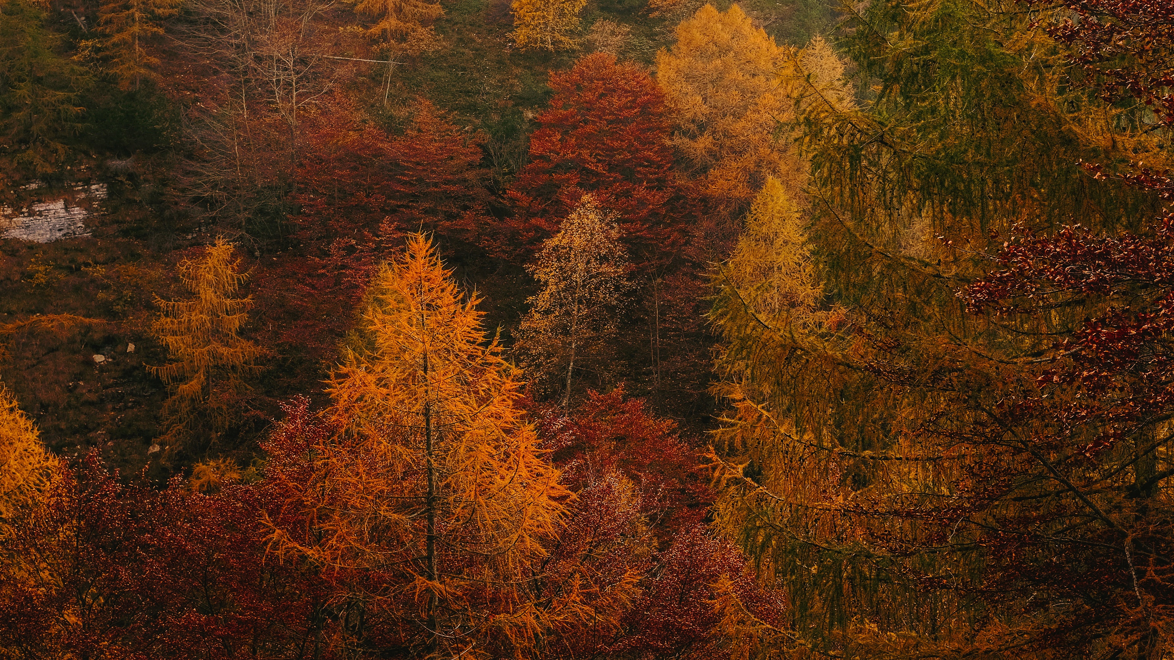 Descarga gratis la imagen Otoño, Bosque, Tierra/naturaleza en el escritorio de tu PC