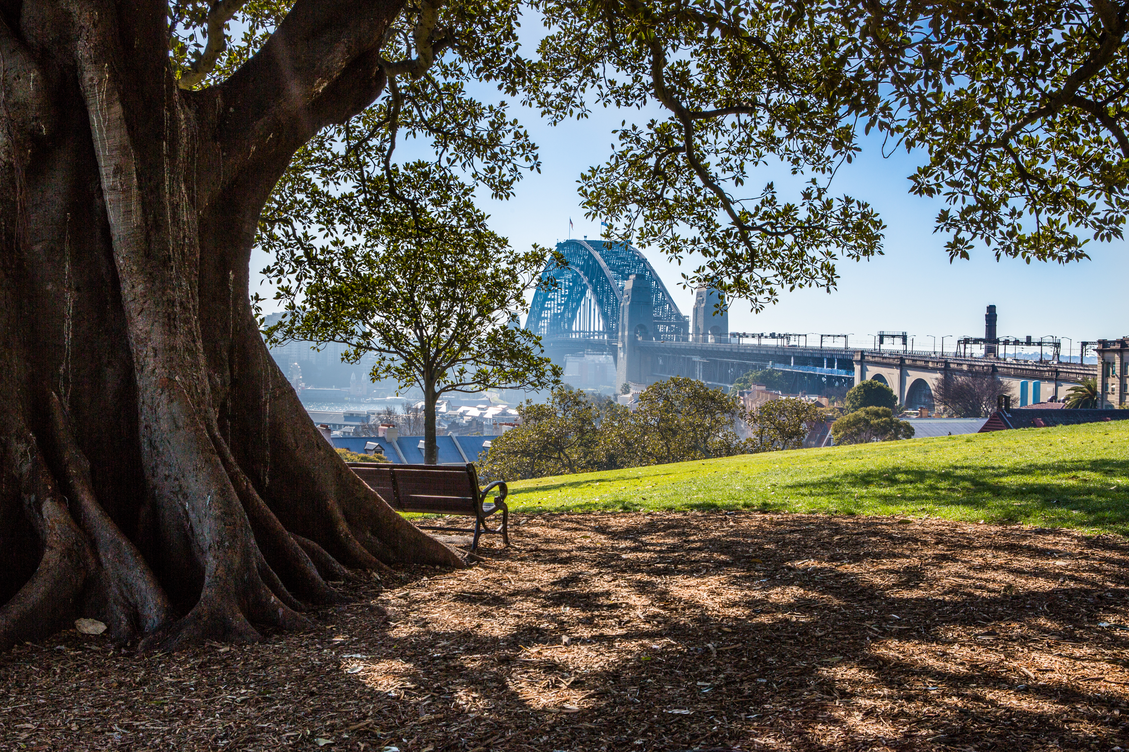 australia, sydney, man made, architecture, bench, city, sydney harbour bridge, tree, cities
