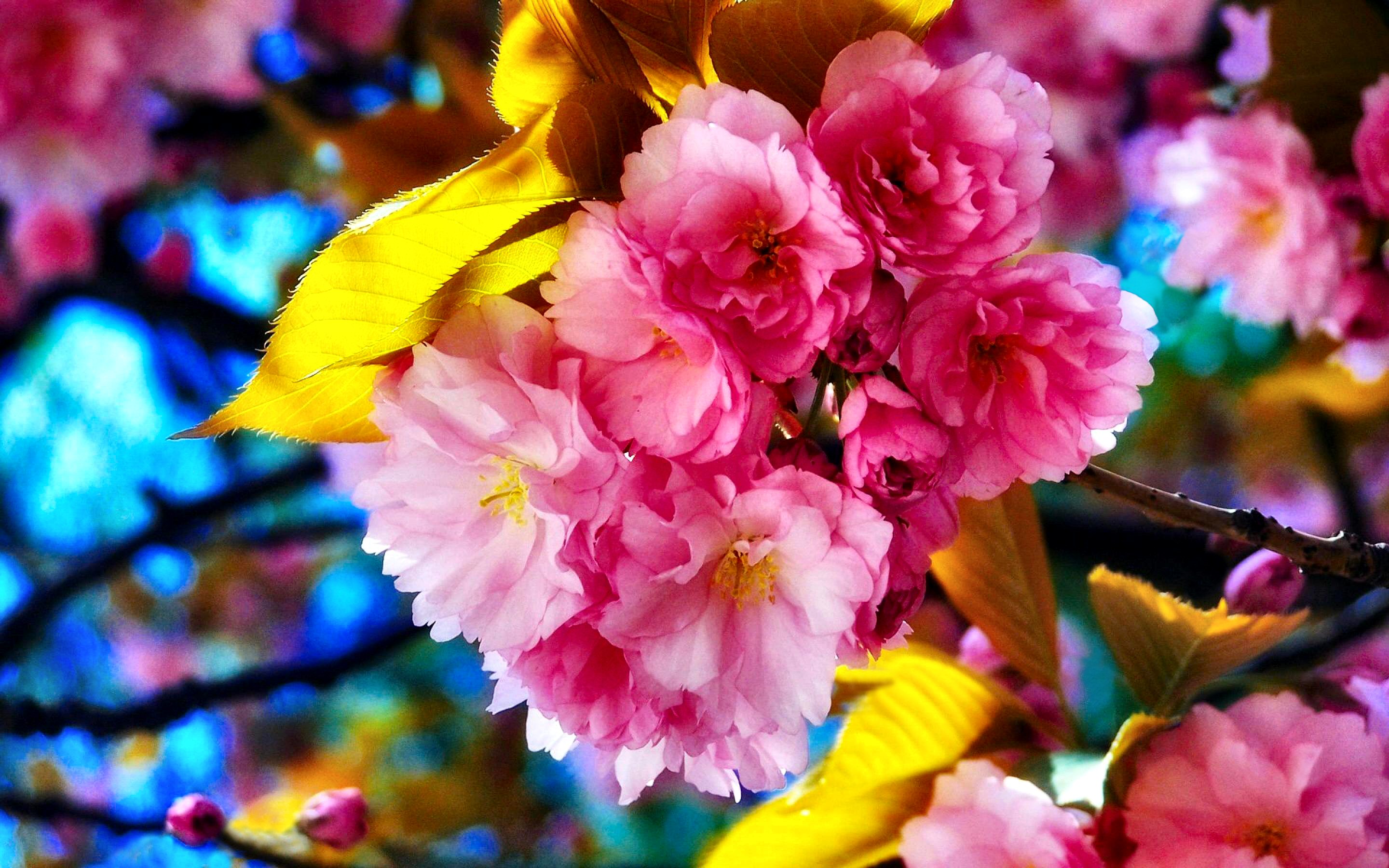 sakura, spring, blossom, flowers, flower, earth, colorful