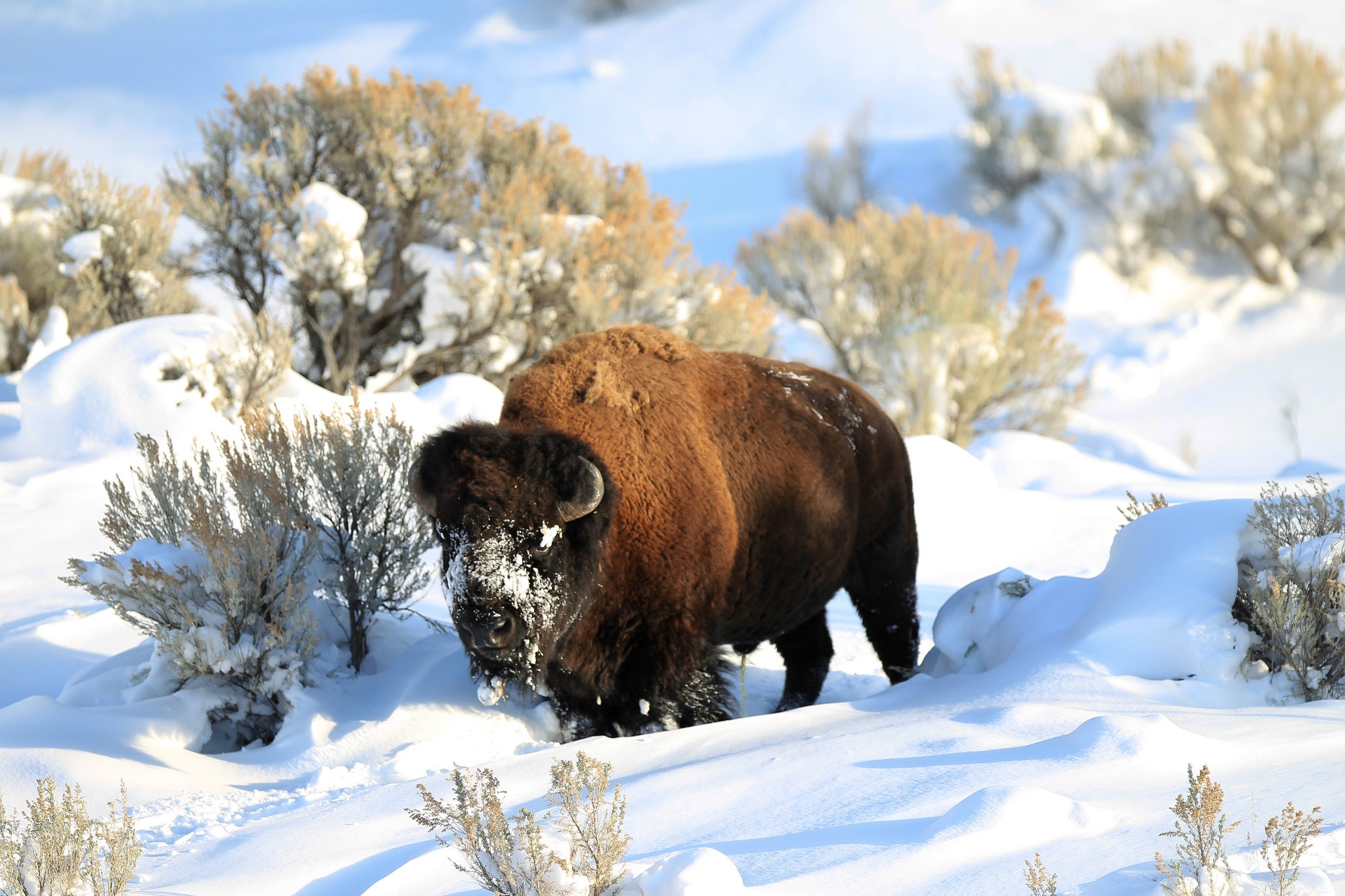 PCデスクトップに動物, 冬, 雪, アメリカバイソン画像を無料でダウンロード