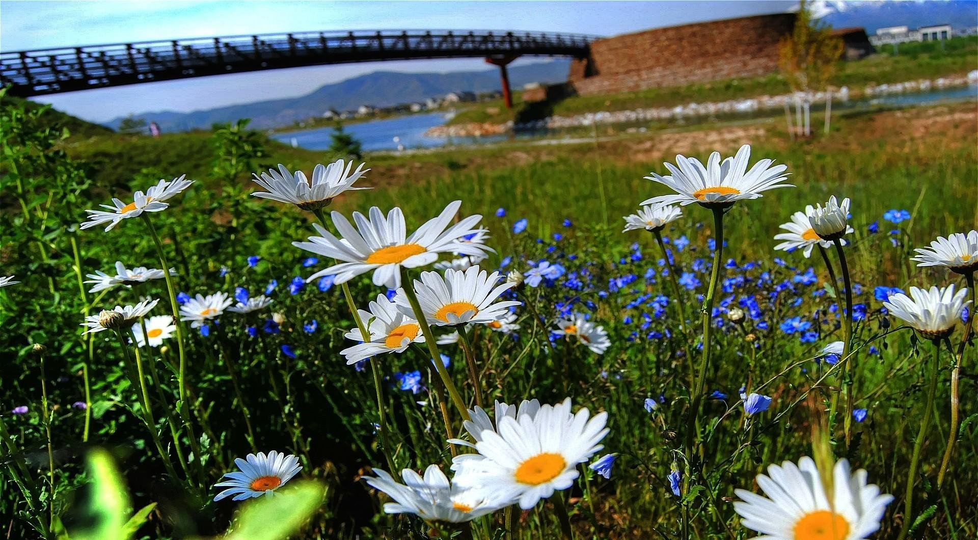 Download mobile wallpaper Rivers, Bridge, Polyana, Glade, Flowers, Camomile for free.