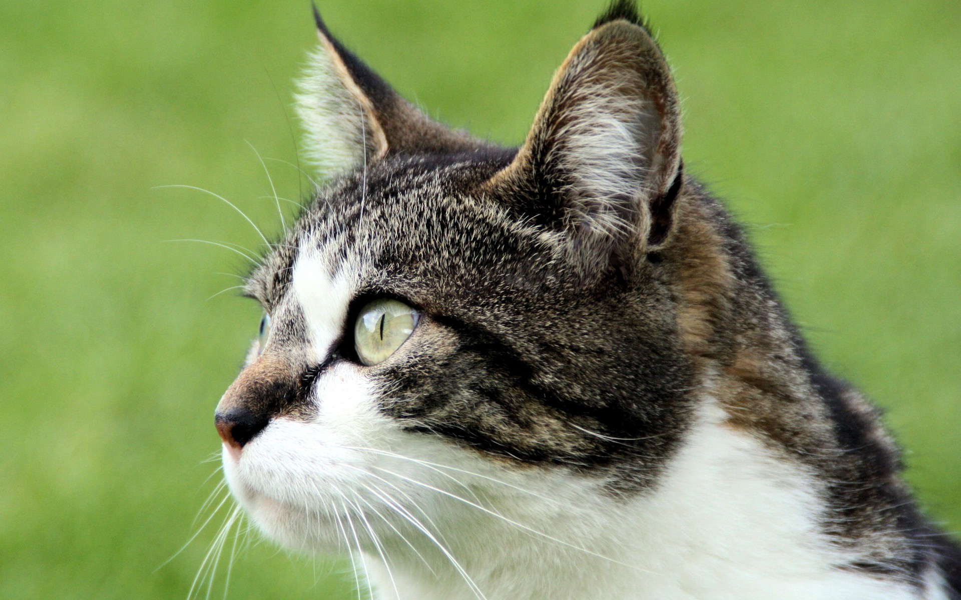 Téléchargez des papiers peints mobile Animaux, Chats, Chat gratuitement.