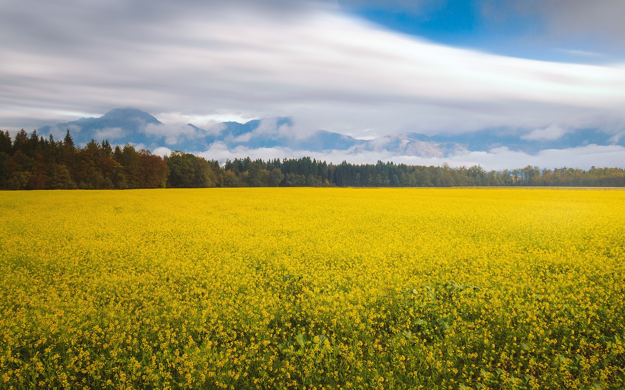 Download mobile wallpaper Landscape, Nature, Flower, Earth, Meadow, Yellow Flower, Canola for free.
