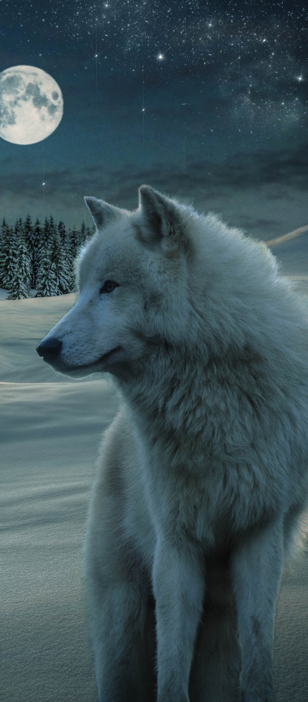 無料モバイル壁紙動物, オオカミ, 狼, 夜, 白いオオカミをダウンロードします。