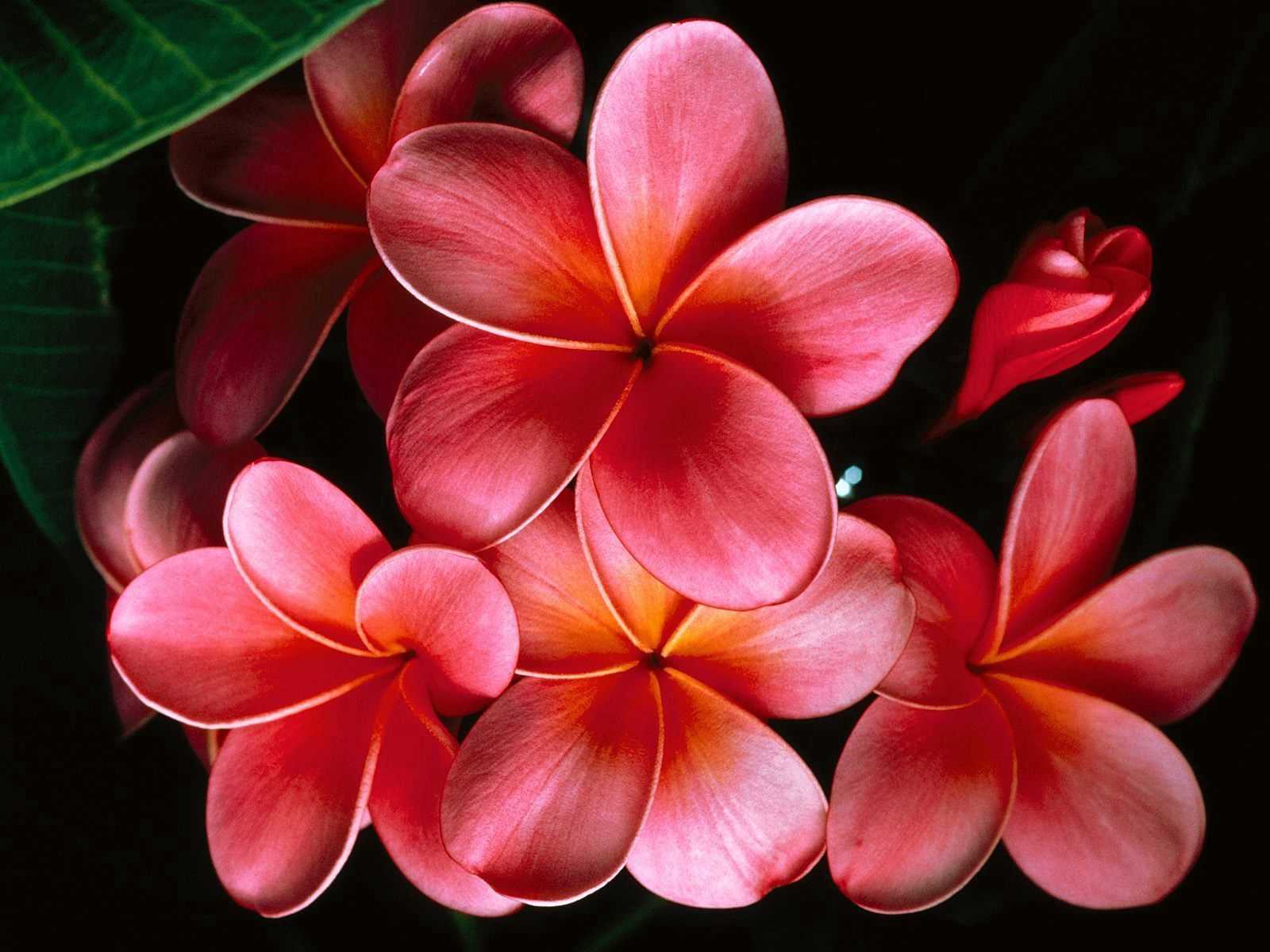 Free download wallpaper Flowers, Macro, Petals, Plumeria, Branch on your PC desktop