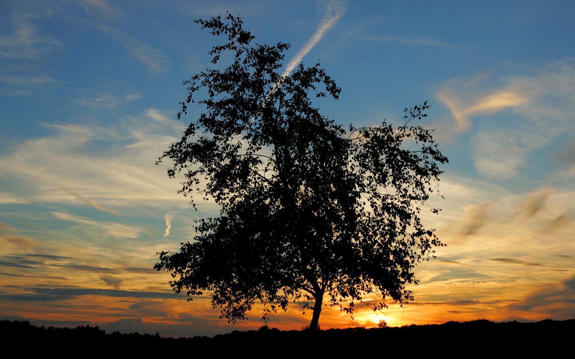 Laden Sie das Natur, Sun, Horizont, Silhouette, Holz, Baum, Abend, Sunset-Bild kostenlos auf Ihren PC-Desktop herunter