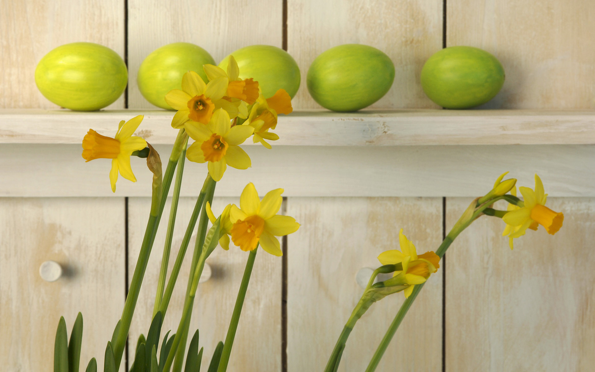 plants, flowers, narcissussi, yellow
