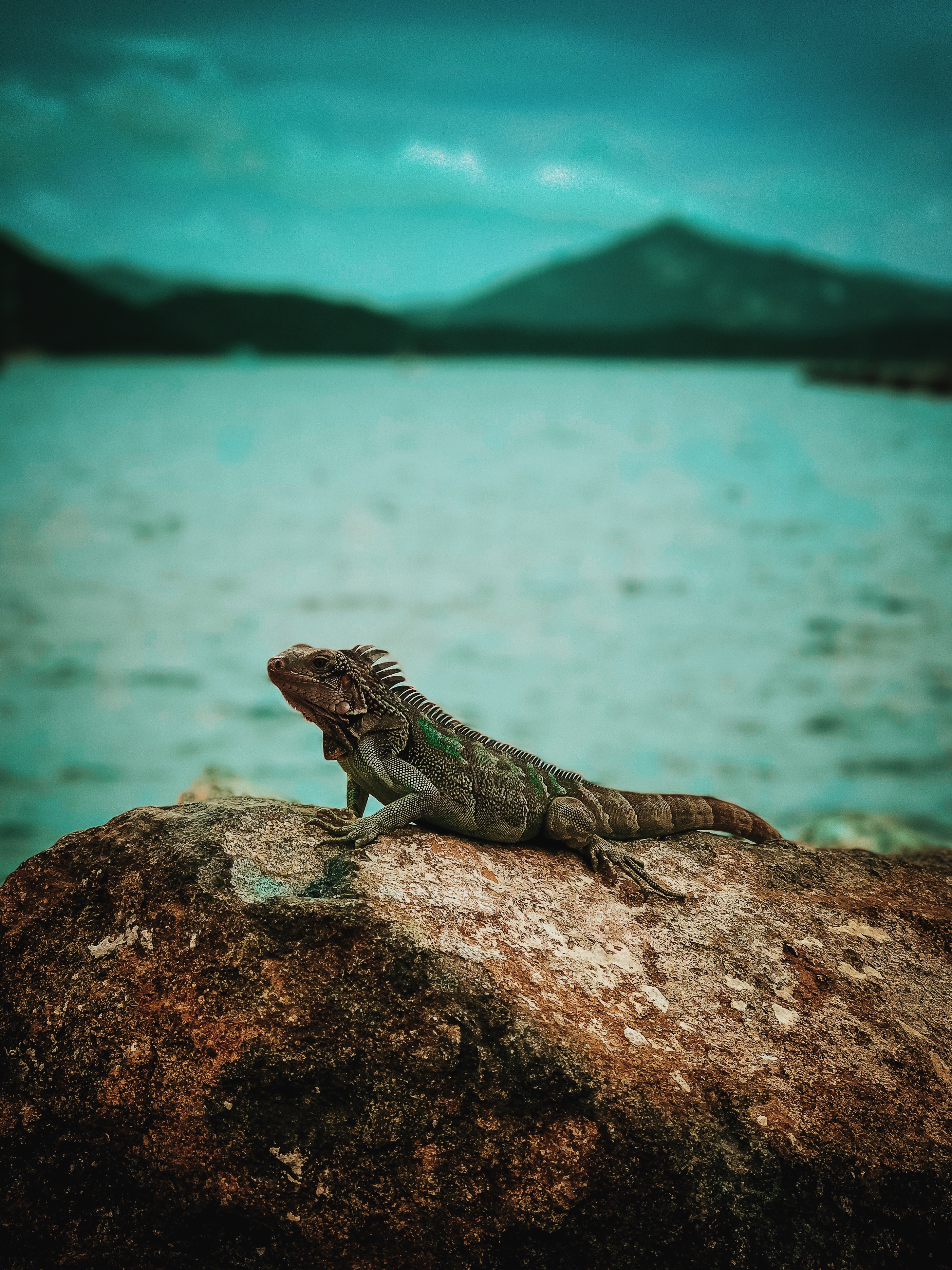 Laden Sie das Stein, Ein Stein, Leguan, Iguana, Tiere, Reptil, Reptile-Bild kostenlos auf Ihren PC-Desktop herunter