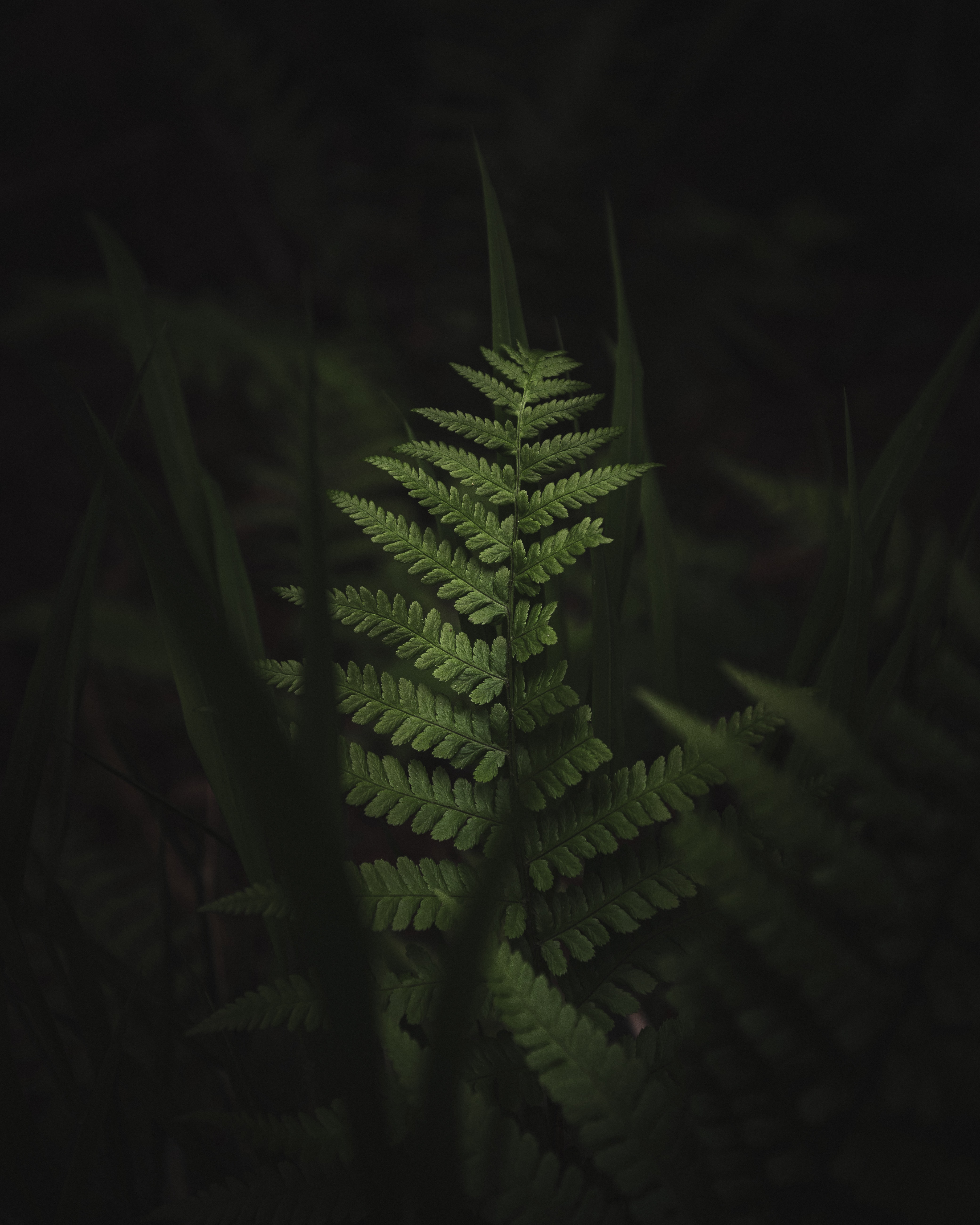 fern, leaves, macro, dark