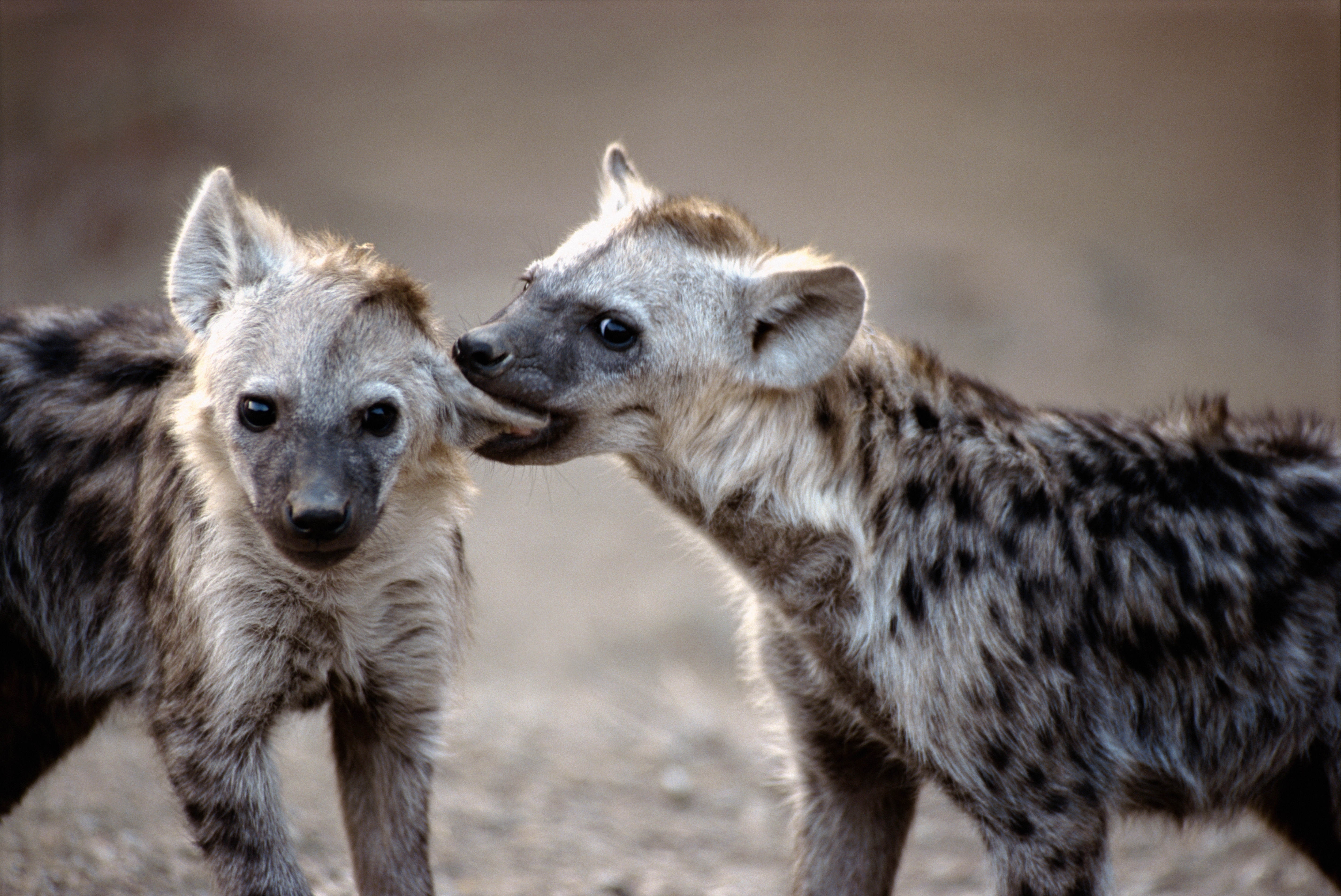 96823 baixar papel de parede animais, casal, par, predadores, hienas - protetores de tela e imagens gratuitamente