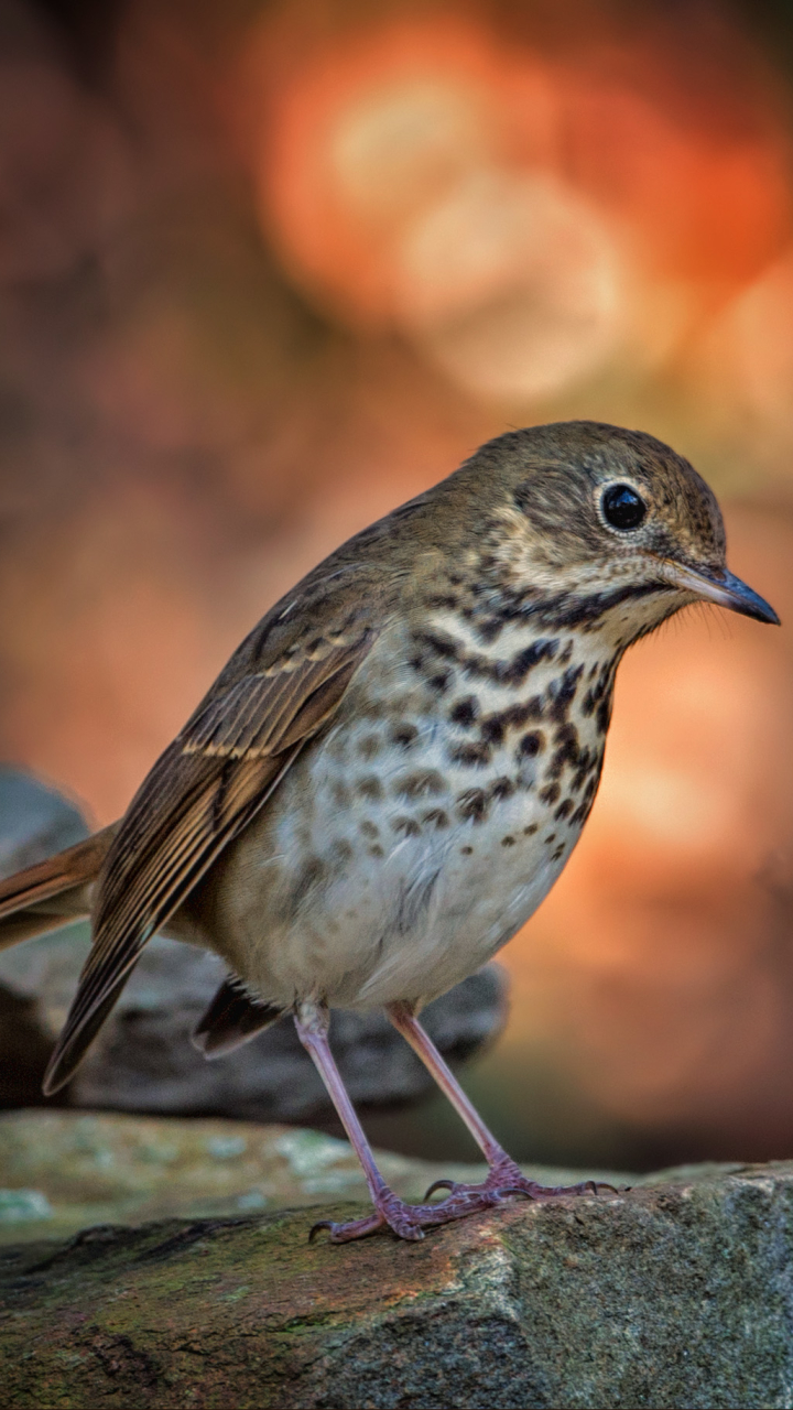 Baixar papel de parede para celular de Animais, Aves, Pássaro, Bokeh gratuito.