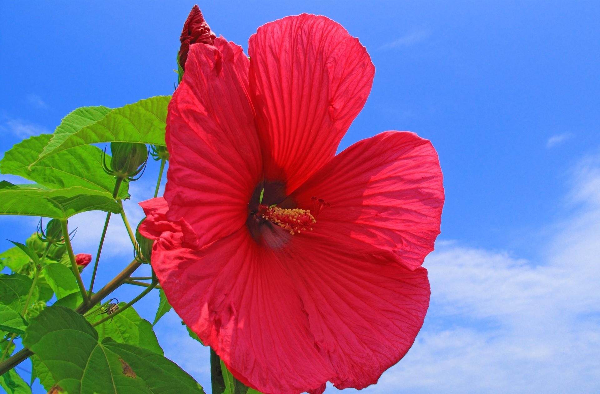 Free download wallpaper Sky, Clouds, Bright, Flowers, Hibiscus, Sunny on your PC desktop