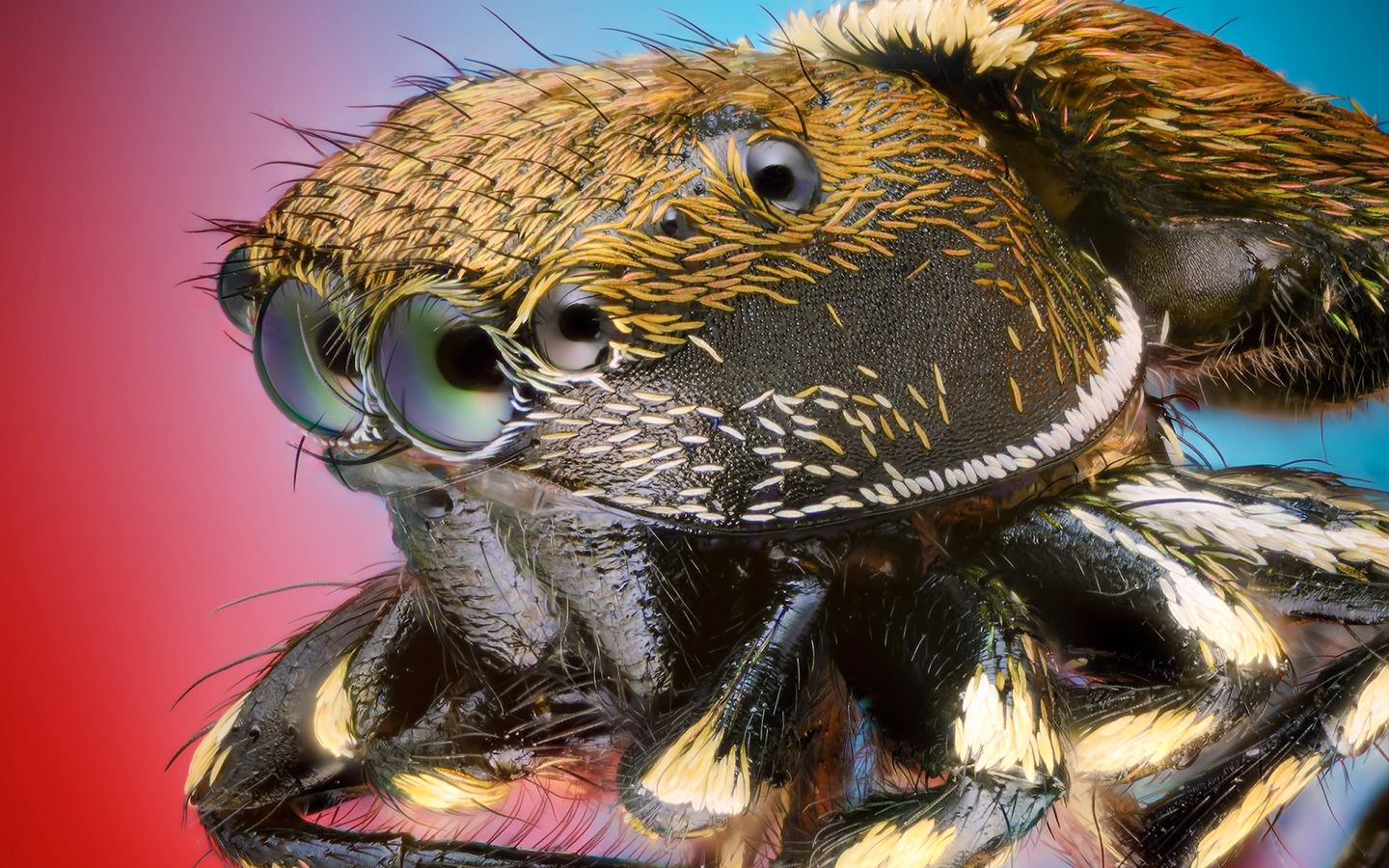 Descarga gratis la imagen Animales, Araña, Arañas Saltarinas, Arañas en el escritorio de tu PC