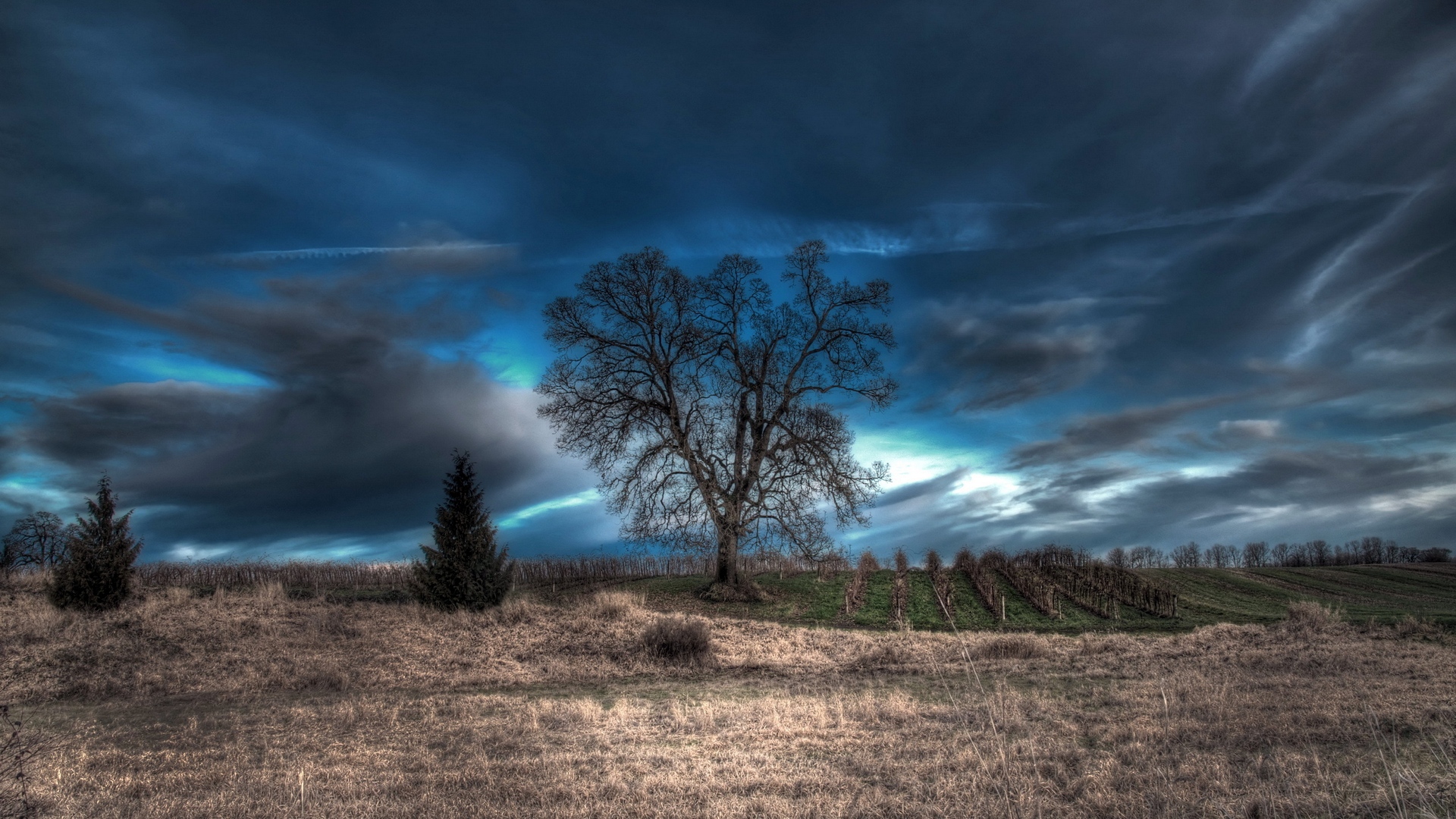 Download mobile wallpaper Hdr, Trees, Tree, Earth for free.