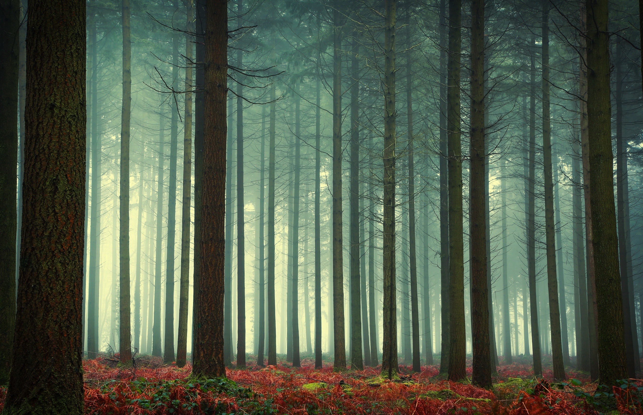 Download mobile wallpaper Nature, Forest, Tree, Fog, Earth for free.