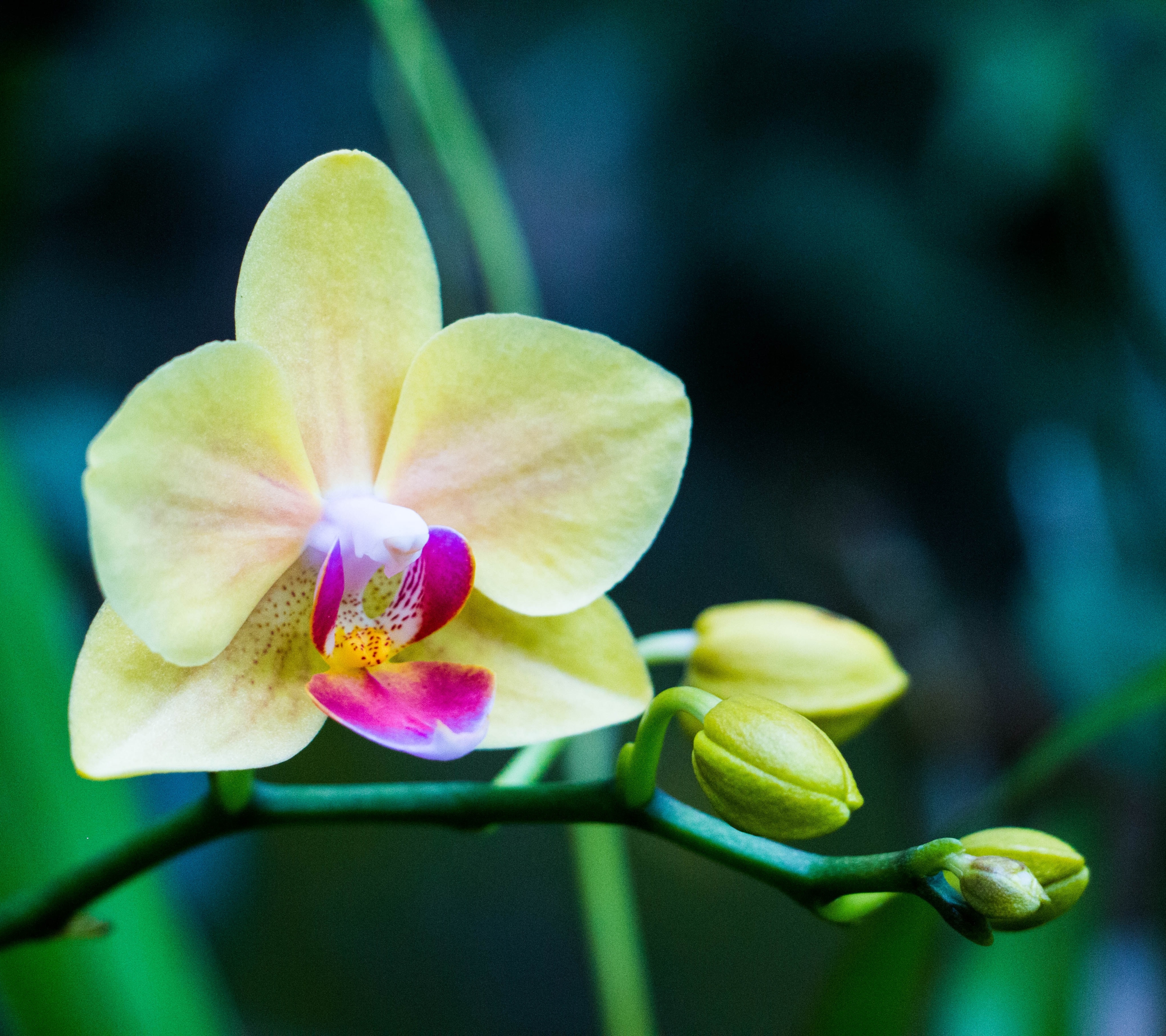 Скачать картинку Природа, Цветок, Орхидея, Желтый Цветок, Земля/природа, Флауэрсы в телефон бесплатно.