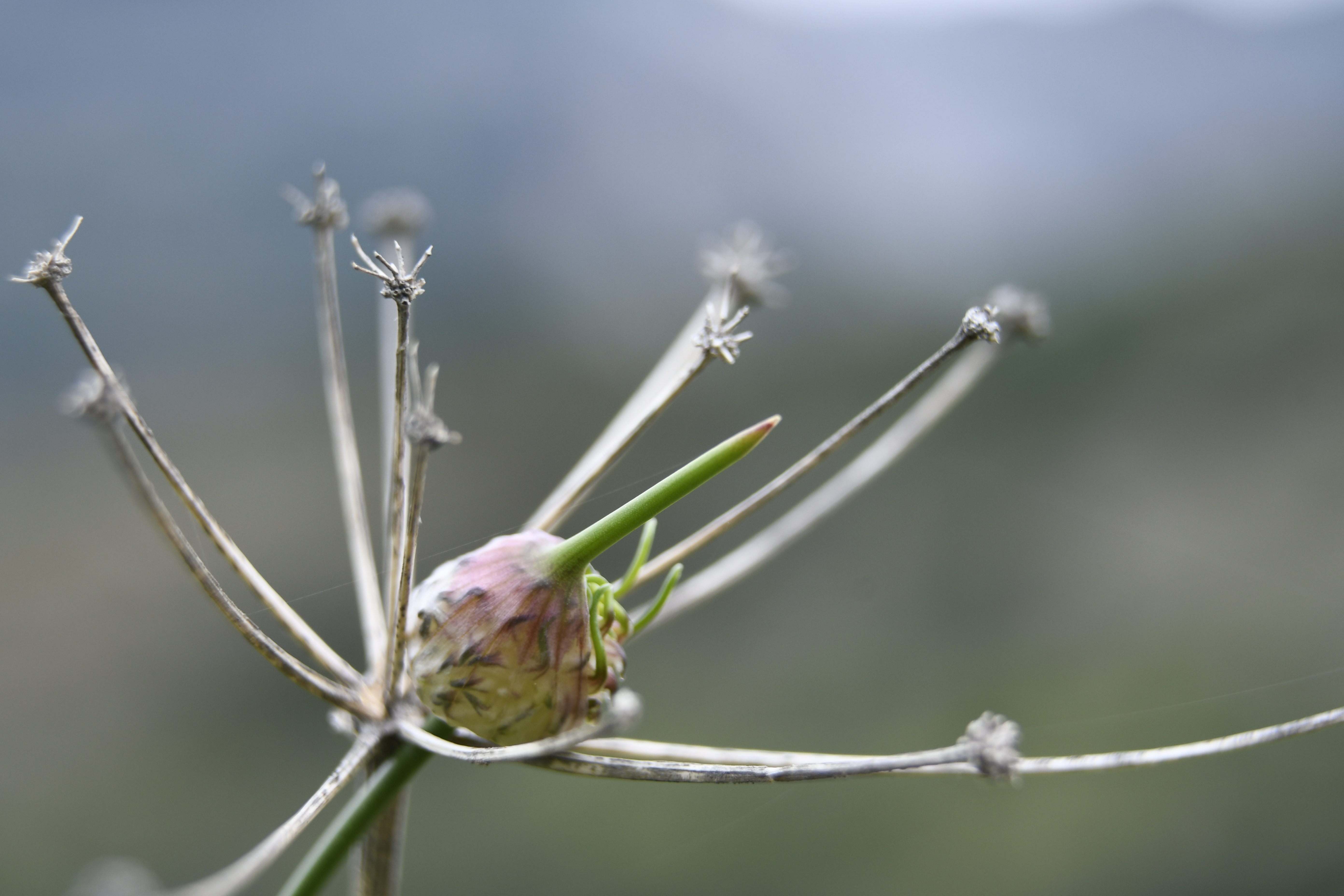 Descarga gratis la imagen Flor, Tierra/naturaleza en el escritorio de tu PC