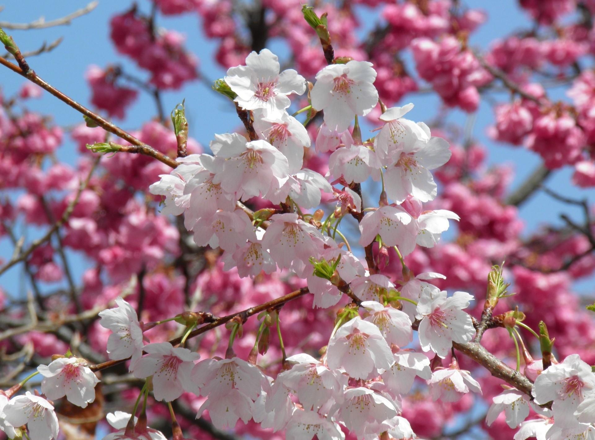 87322 télécharger l'image printemps, fleurs, fermer, gros plan, branches, floraison, source, un rein, reins - fonds d'écran et économiseurs d'écran gratuits