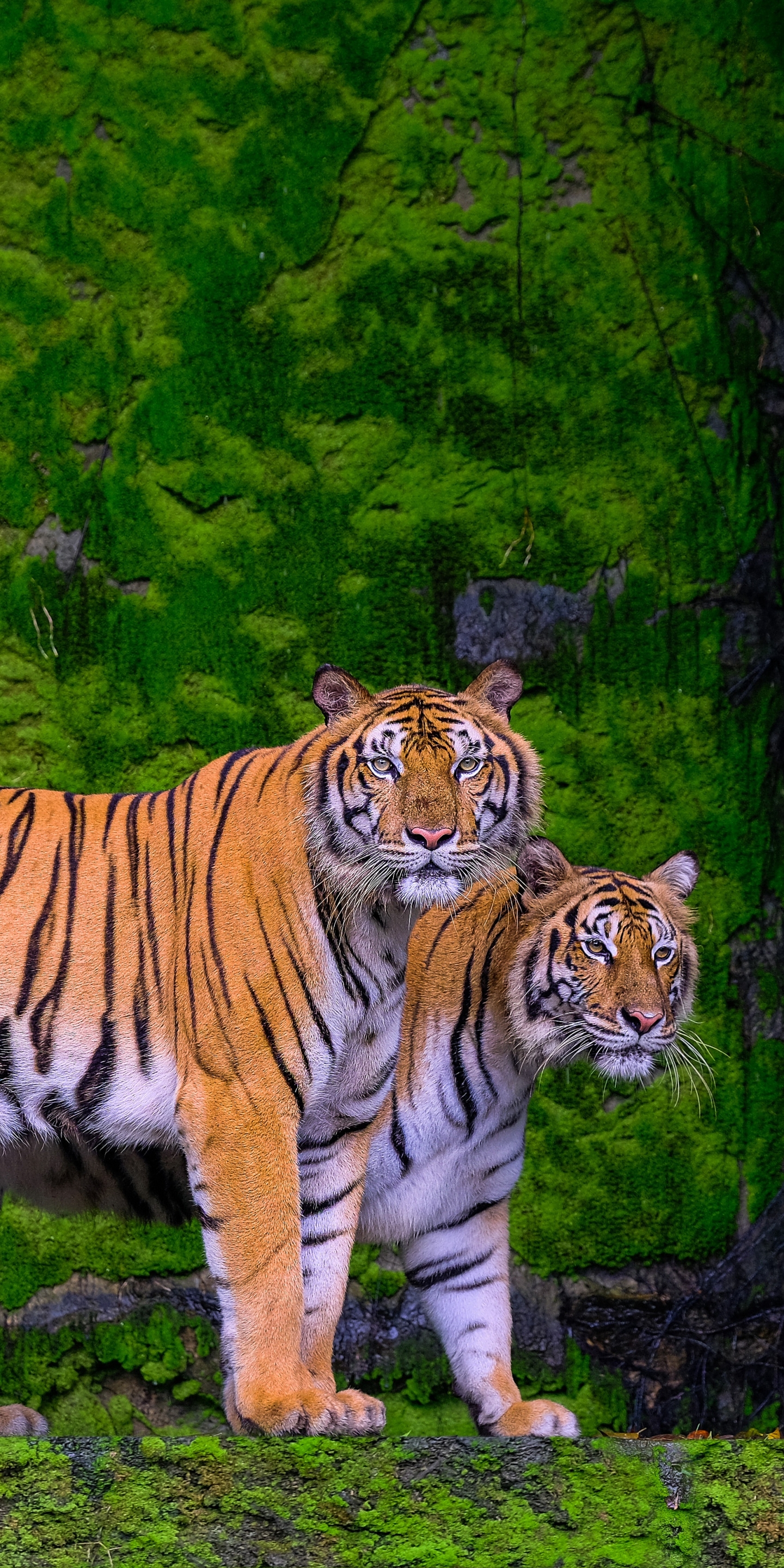 Download mobile wallpaper Cats, Tiger, Animal for free.