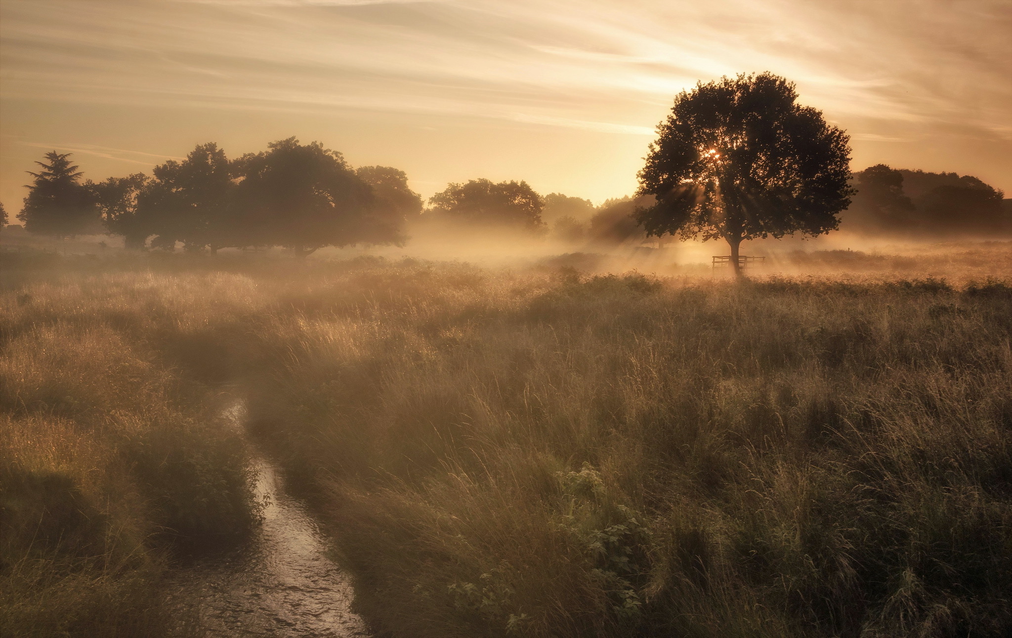 Download mobile wallpaper Nature, Tree, Fog, Earth, Stream, Sunbeam for free.