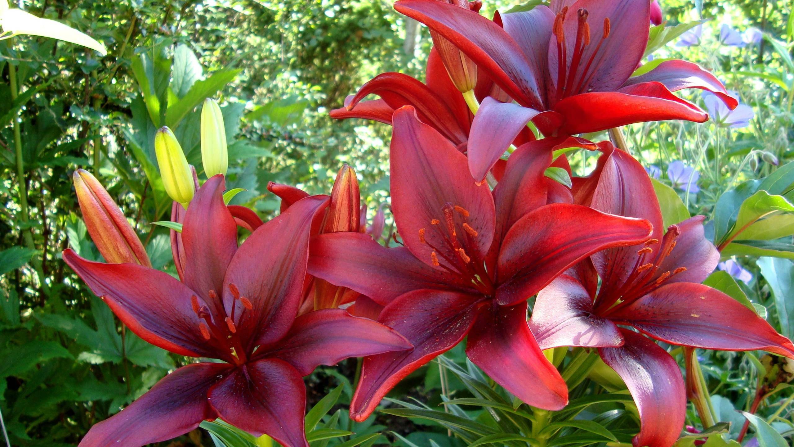 Free download wallpaper Lily, Flowers, Earth on your PC desktop