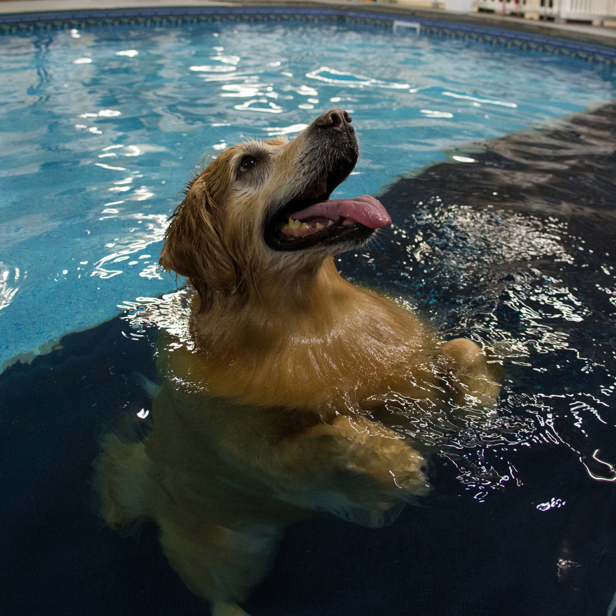 Baixar papel de parede para celular de Animais, Cães, Cão gratuito.