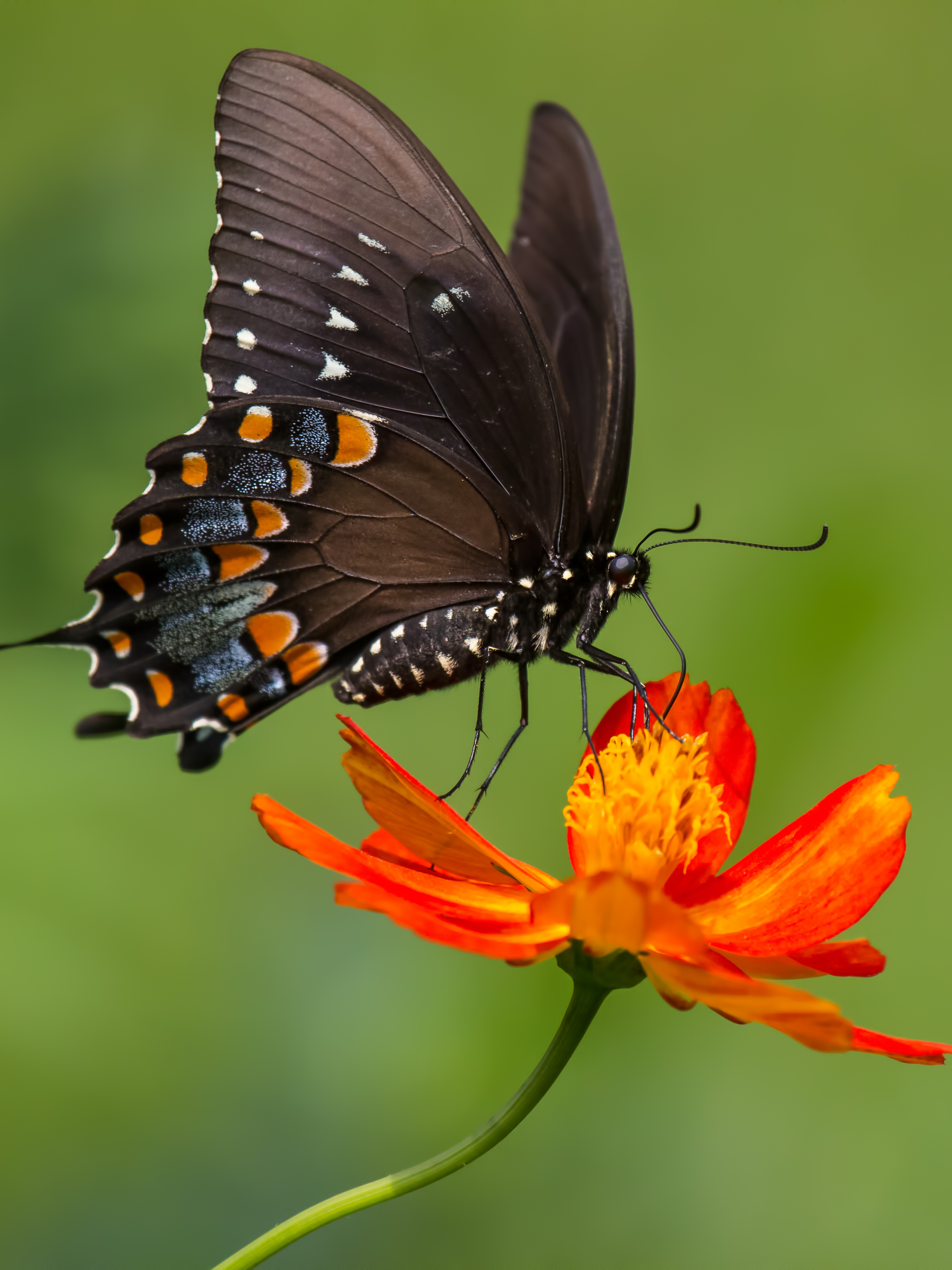 Handy-Wallpaper Tiere, Schmetterlinge, Insekt, Nahansicht, Orangene Blume kostenlos herunterladen.