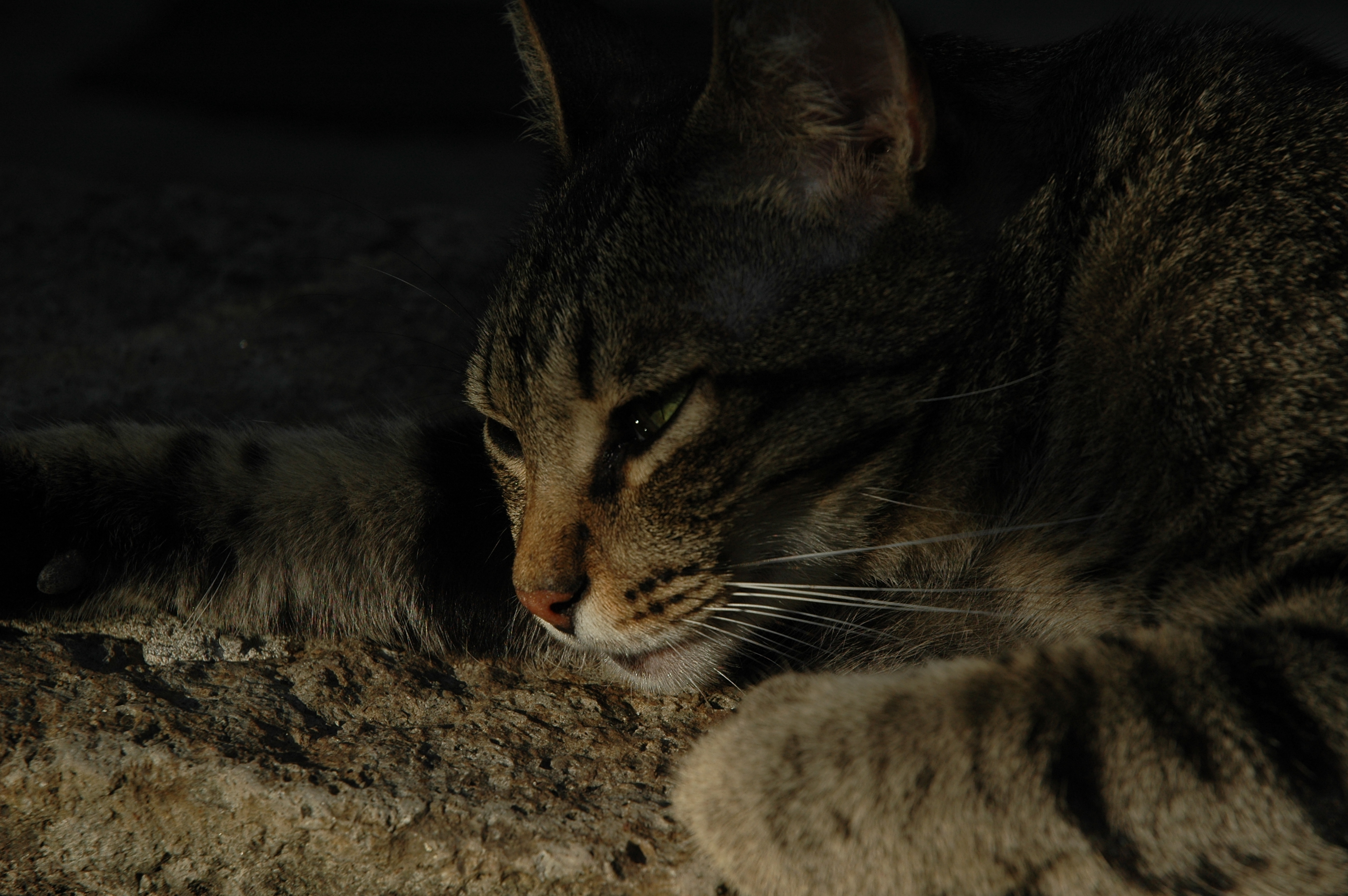 Baixar papel de parede para celular de Animais, Gato gratuito.