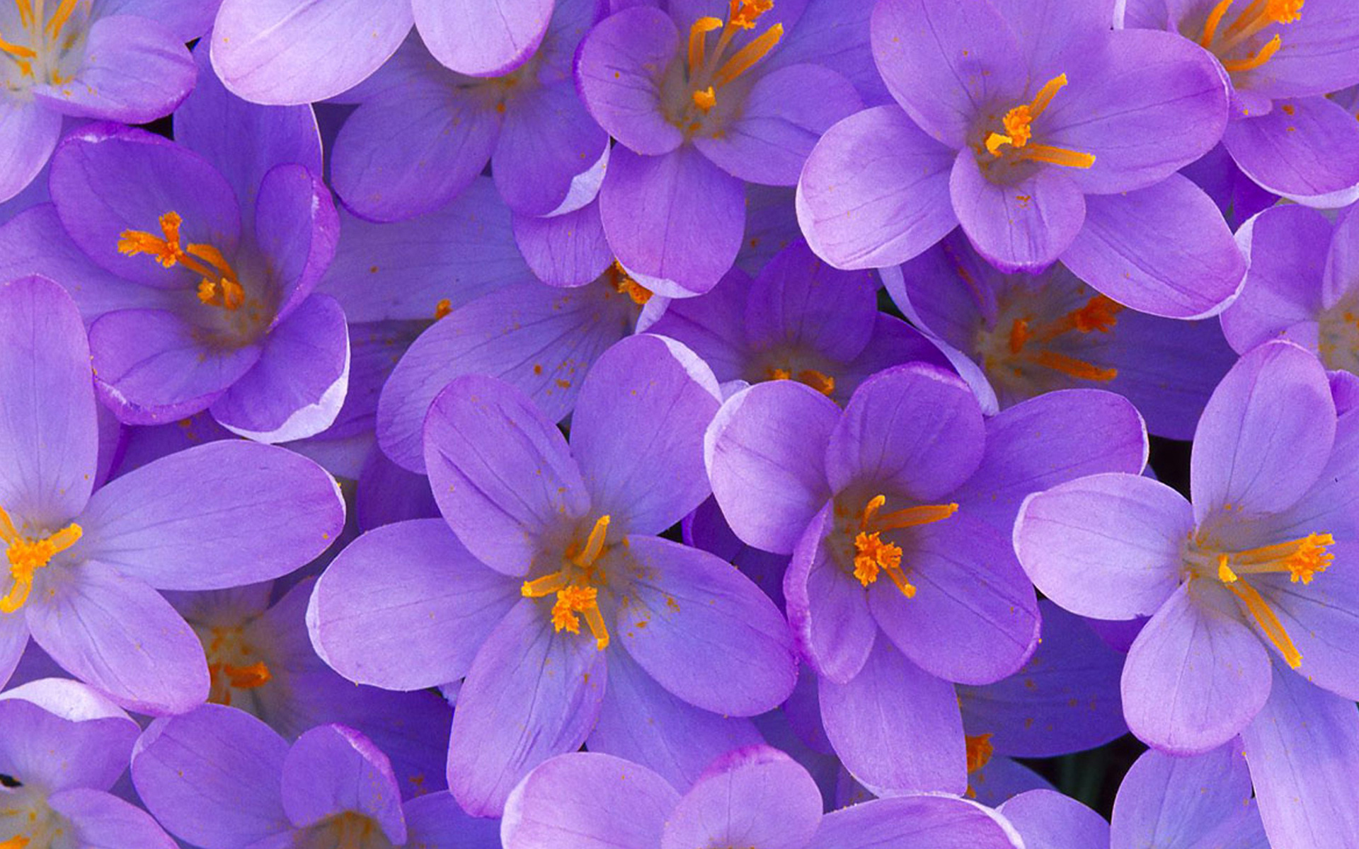 Free download wallpaper Flowers, Flower, Earth on your PC desktop