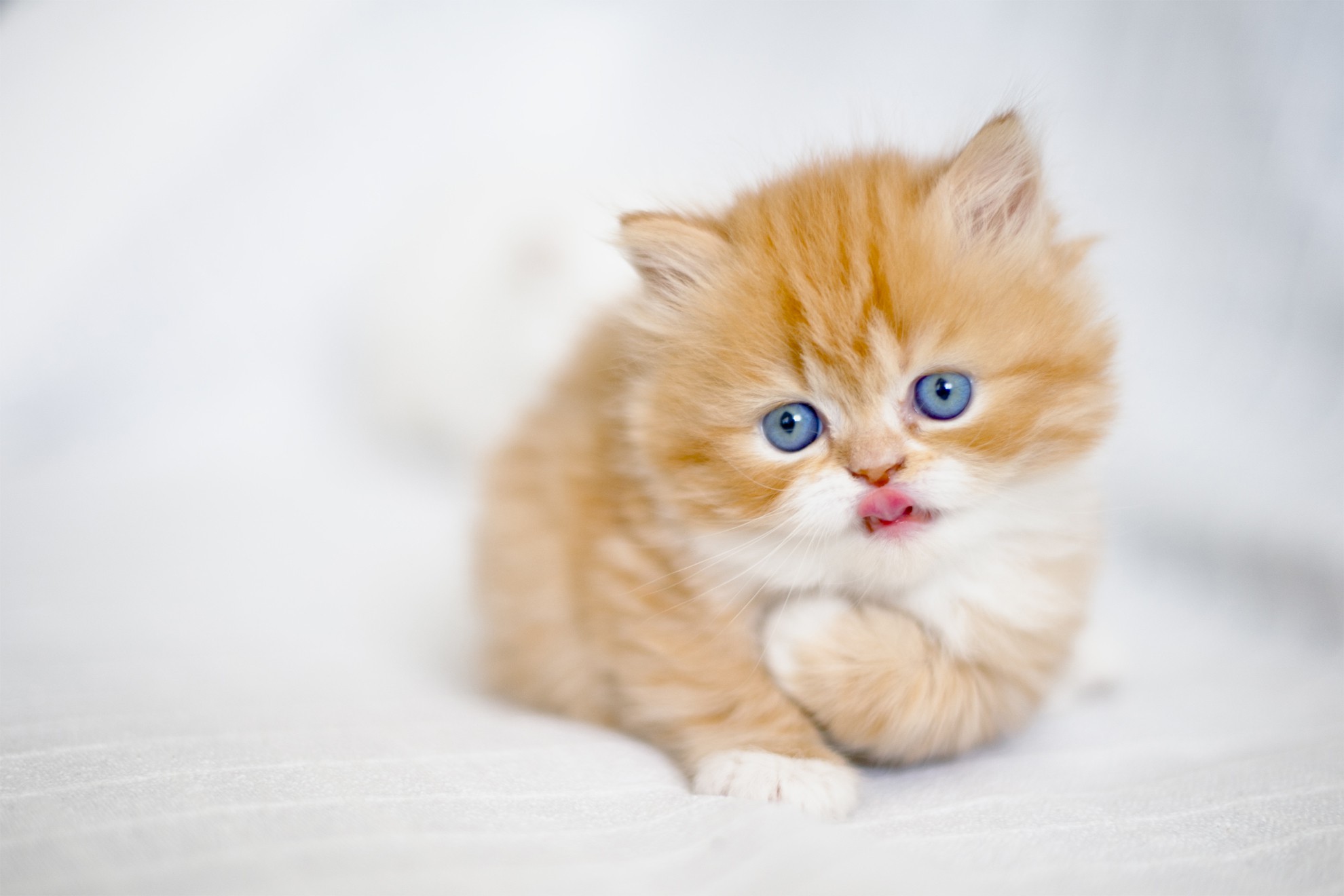 Free download wallpaper Cats, Cat, Fluffy, Kitten, Animal, Cute on your PC desktop