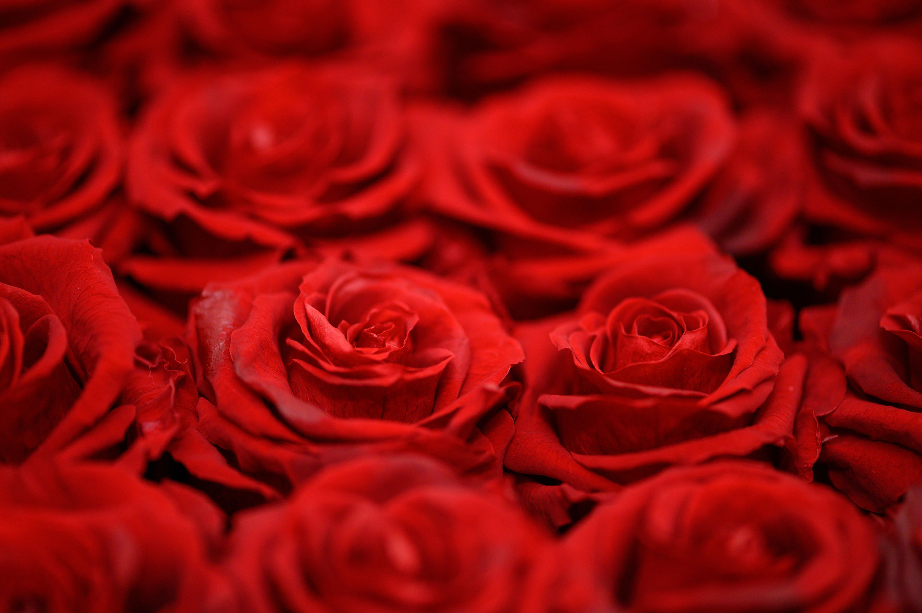 Free download wallpaper Flowers, Flower, Rose, Earth, Red Rose, Red Flower on your PC desktop