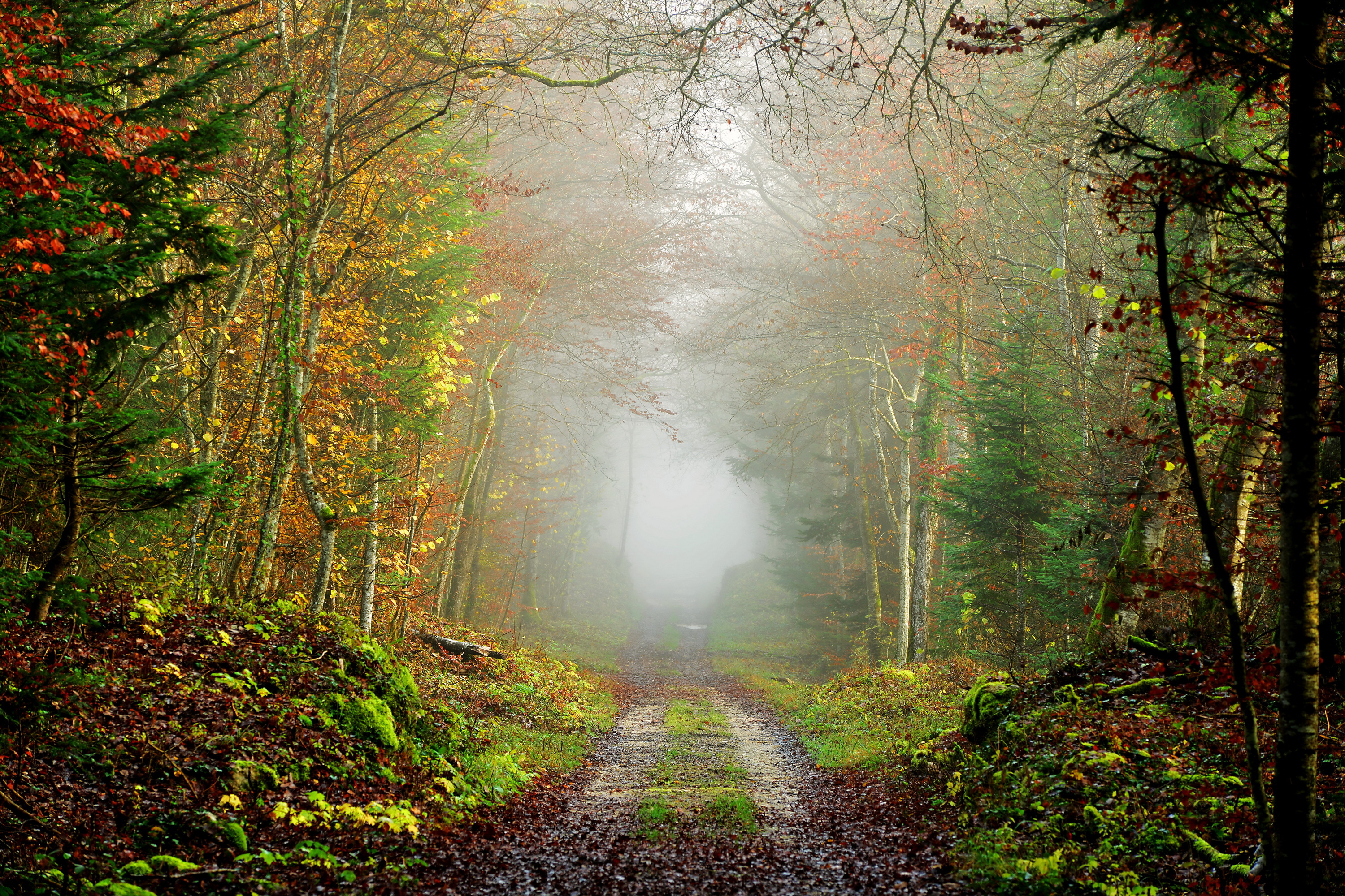Free download wallpaper Road, Forest, Fog, Fall, Path, Man Made on your PC desktop