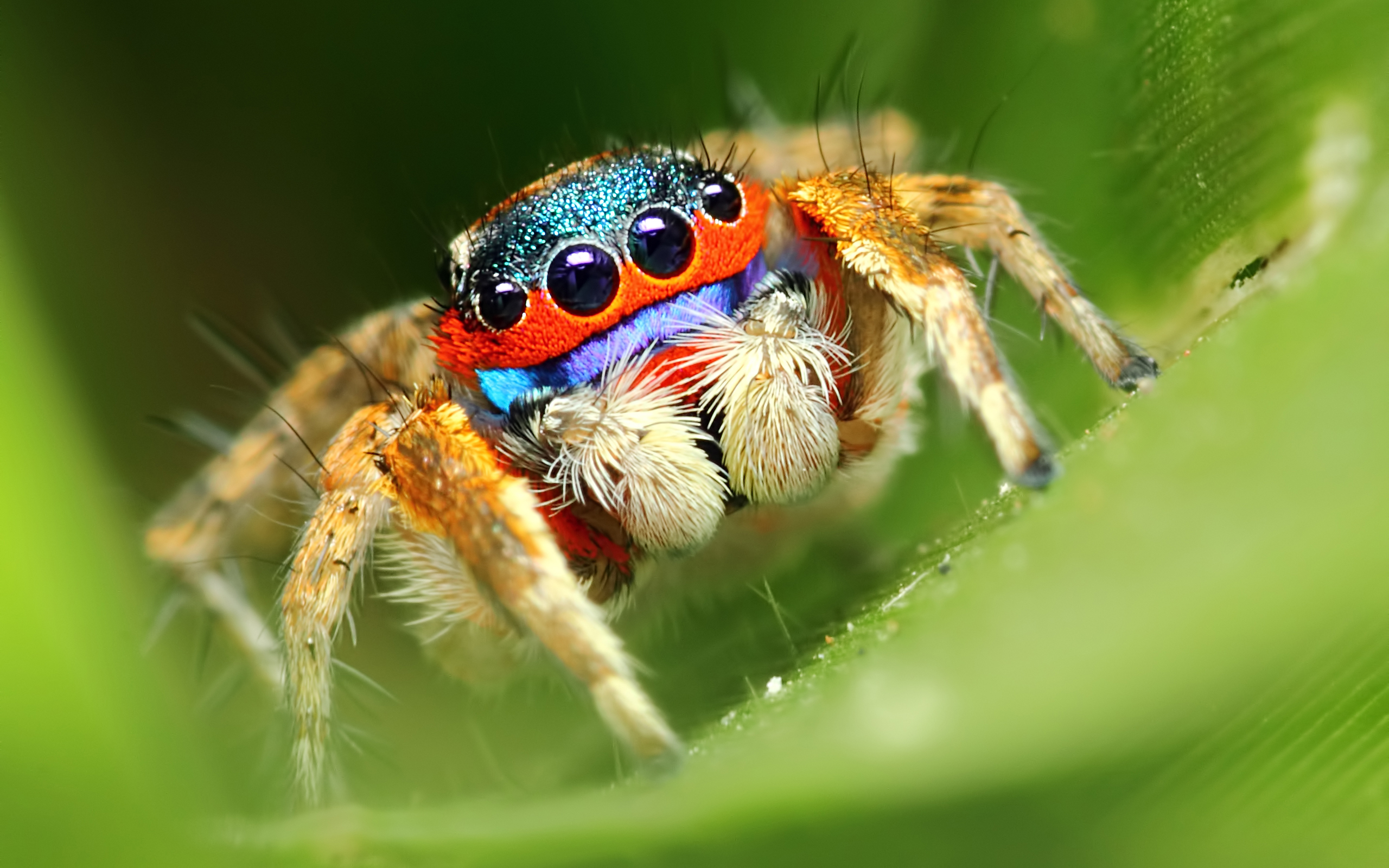 311730 télécharger le fond d'écran animaux, araignée, araignées sauteuses, araignées - économiseurs d'écran et images gratuitement