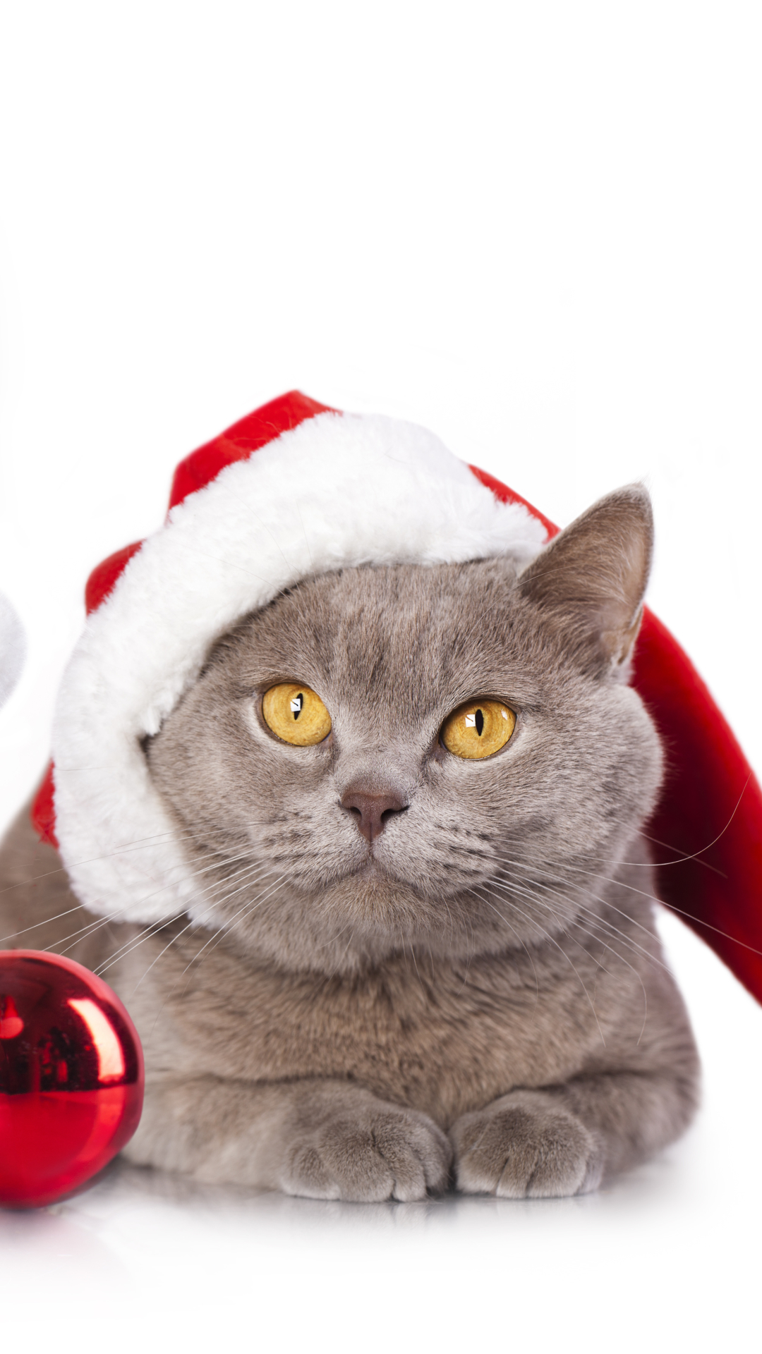 Скачати мобільні шпалери Різдво, Кішка, Пес, Свято, Різдвяні Прикраси безкоштовно.
