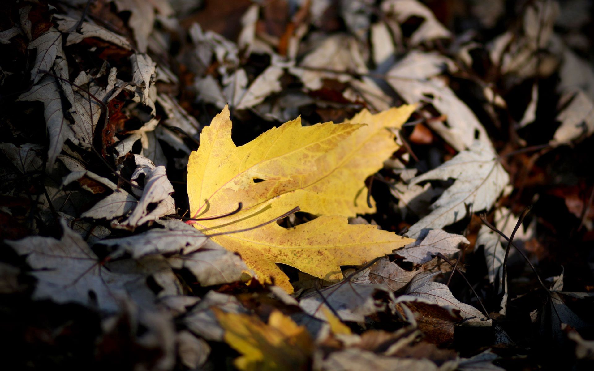 nature, autumn, yellow, bright, sheet, leaf, maple images