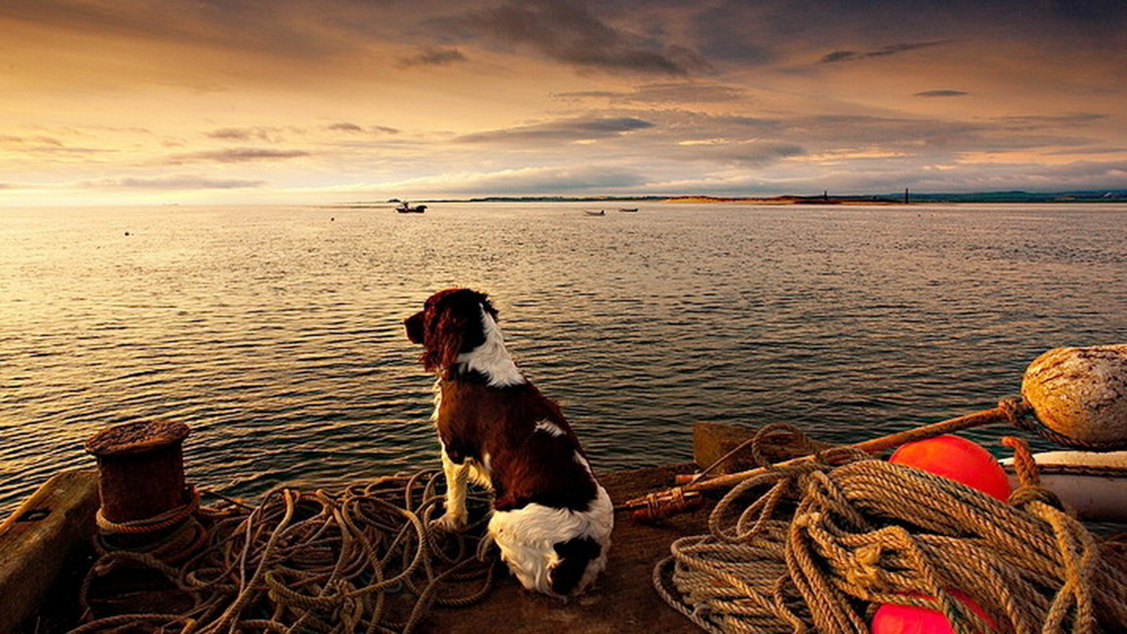Handy-Wallpaper Hunde, Hund, Ozean, Tiere kostenlos herunterladen.