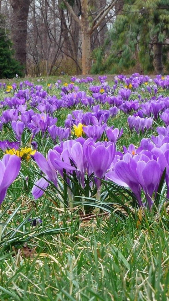無料モバイル壁紙フラワーズ, 花, 地球, クロッカス, 紫色の花をダウンロードします。