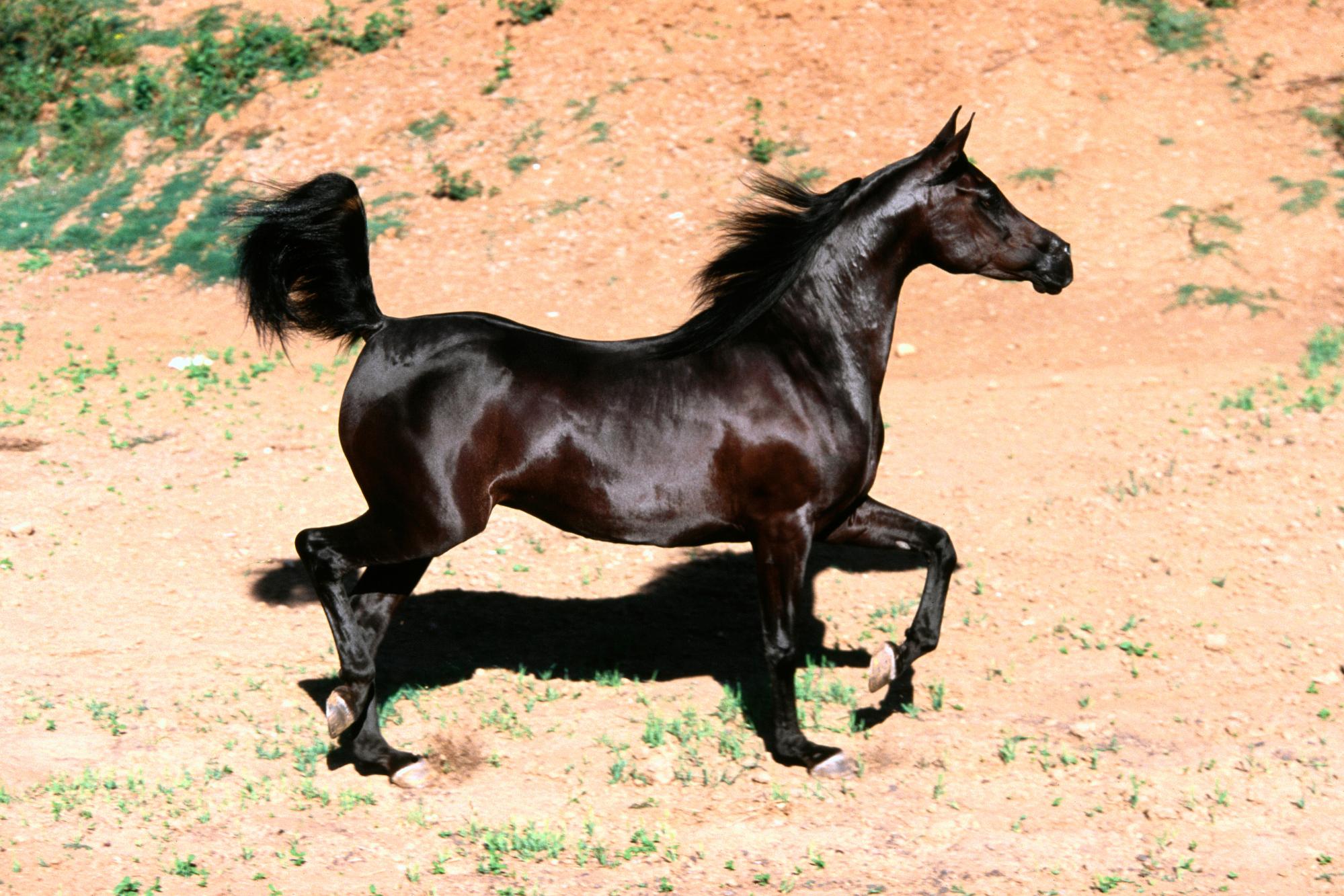 Téléchargez gratuitement l'image Animaux, Cheval sur le bureau de votre PC