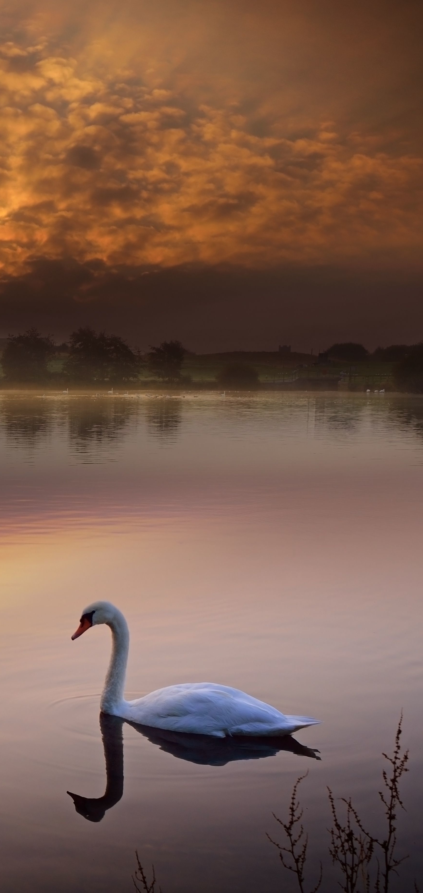 Download mobile wallpaper Birds, Animal, Mute Swan for free.