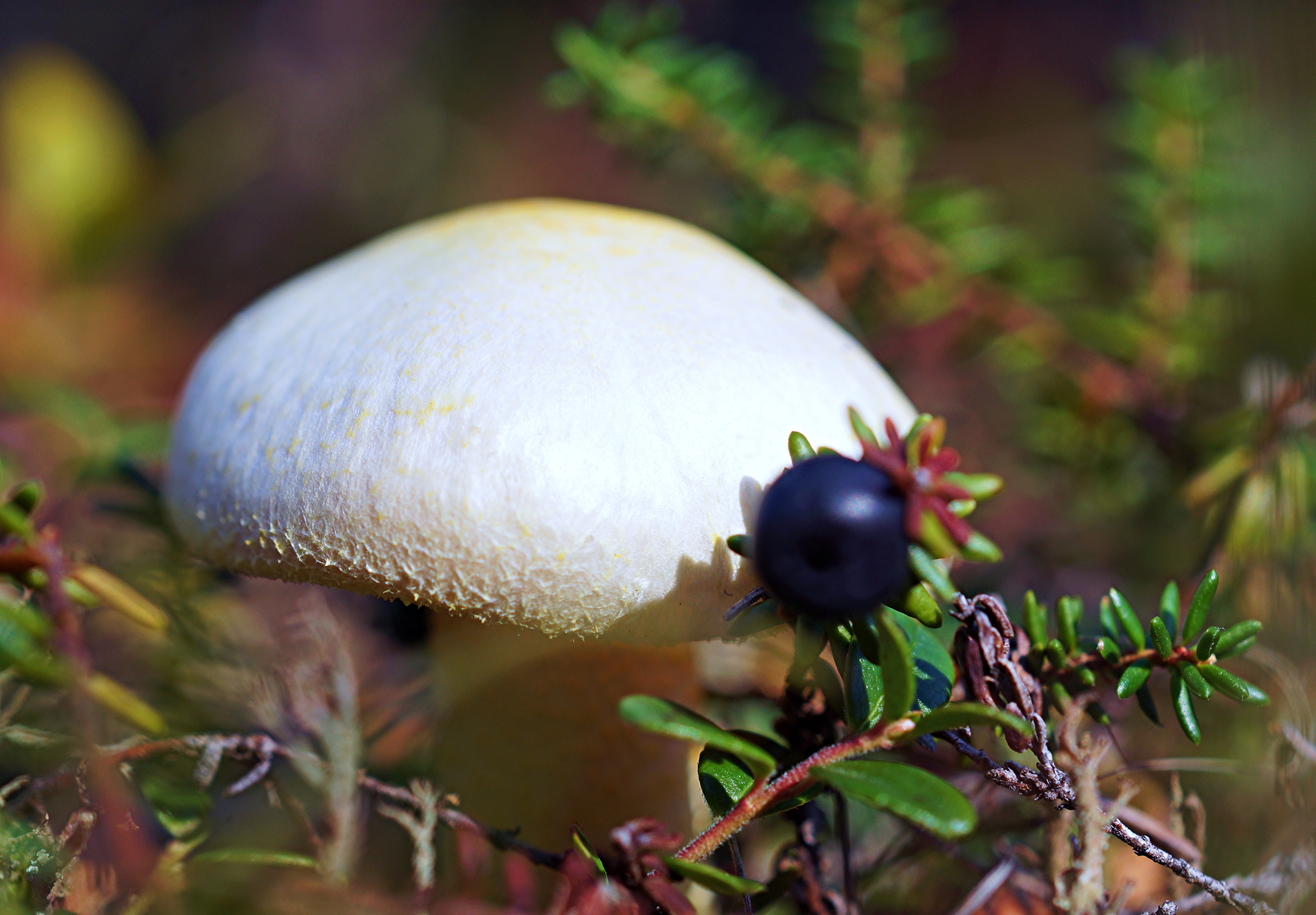 Téléchargez gratuitement l'image Macro, Champignon, Terre/nature sur le bureau de votre PC